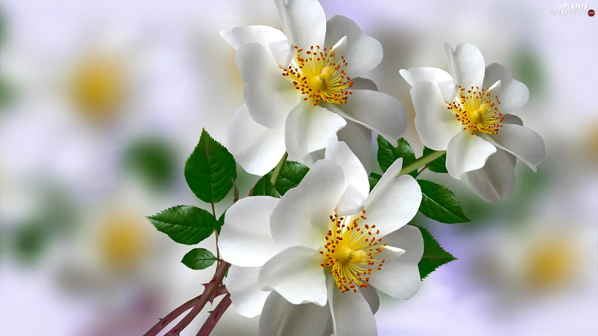 Flowers, Wild Roses, 2D Graphics, White