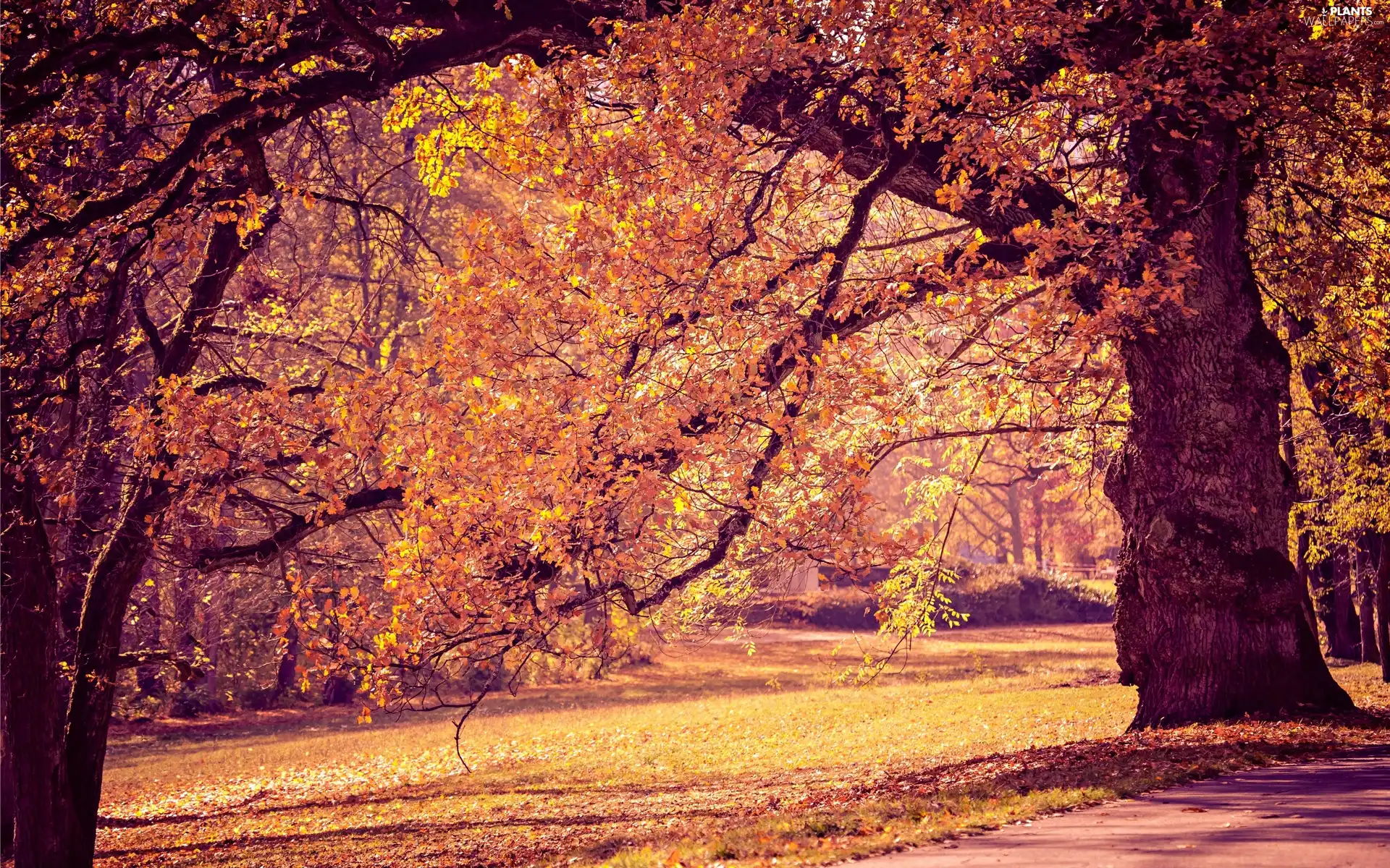 Alleys, autumn, trees, viewes, Park