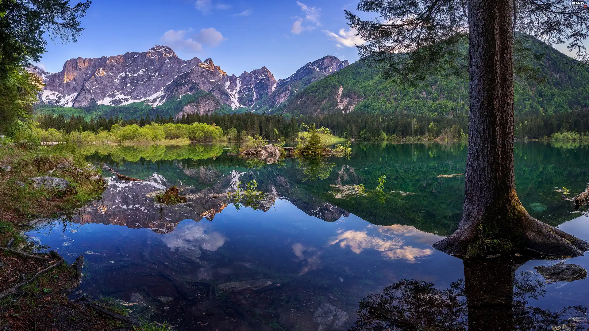 trees, Laghi di Fusine Lake, Udine Province, Mountains, Julian Alps, viewes, Italy