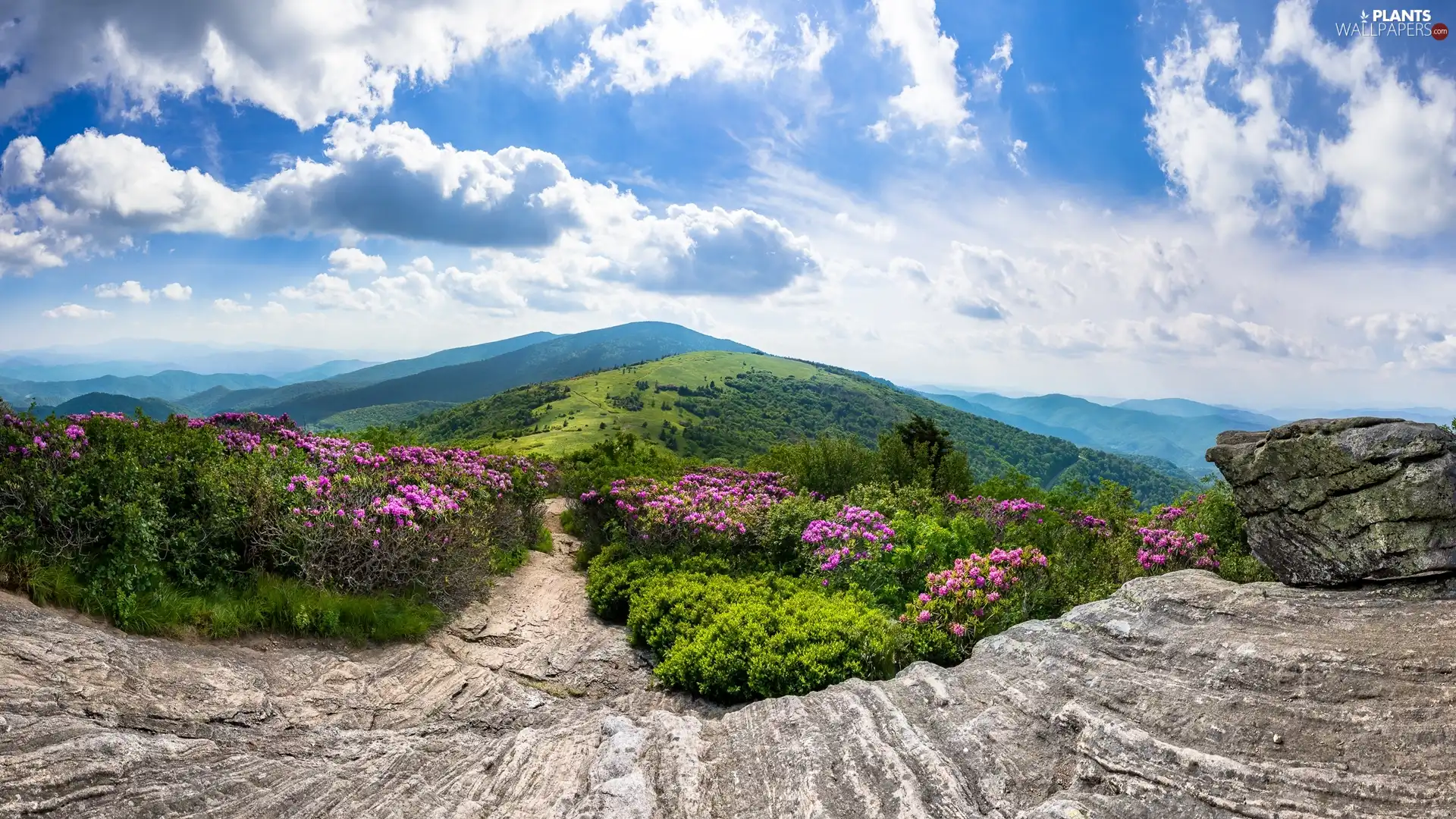 Tennessee State, Roan Mountain, rocks, Appalachian Mountains, Appalachian National Scenic Trail, The United States, Rhododendron