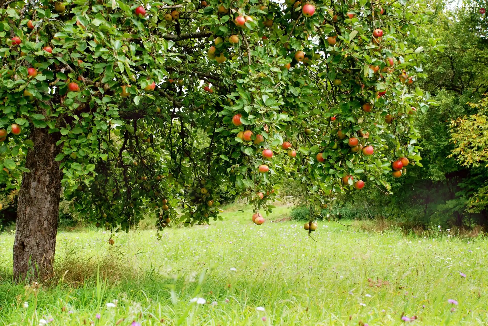 apple tree, Fruits