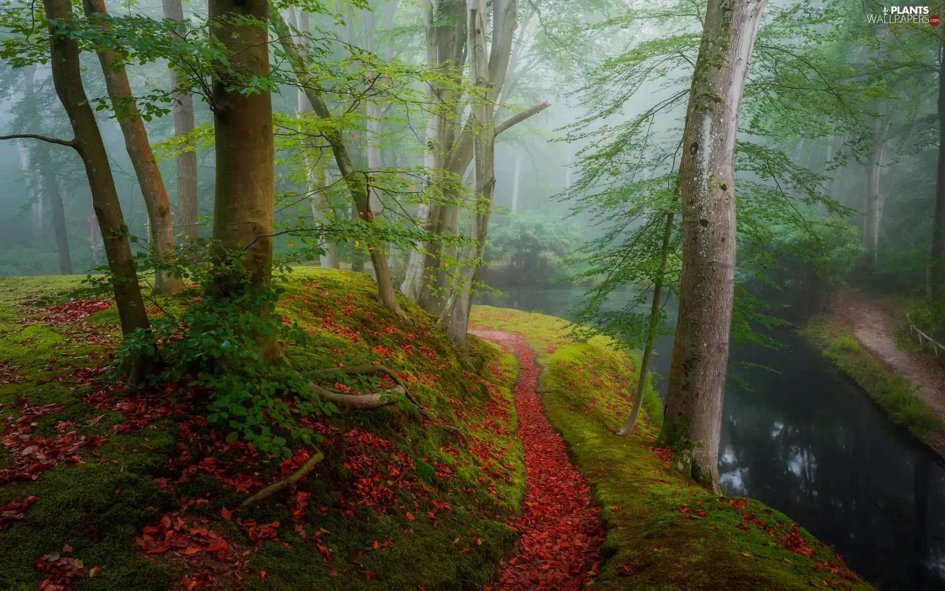 trees, River, Fog, autumn, forest, viewes, Path