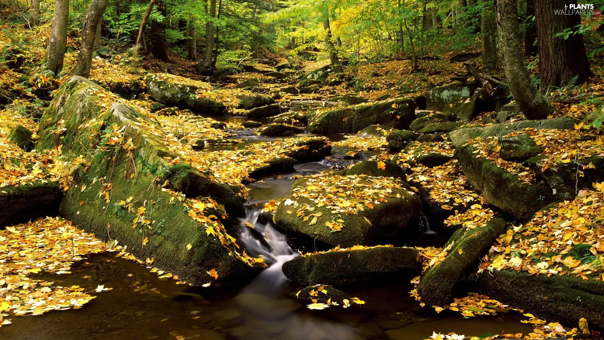 forest, Stones, autumn, stream