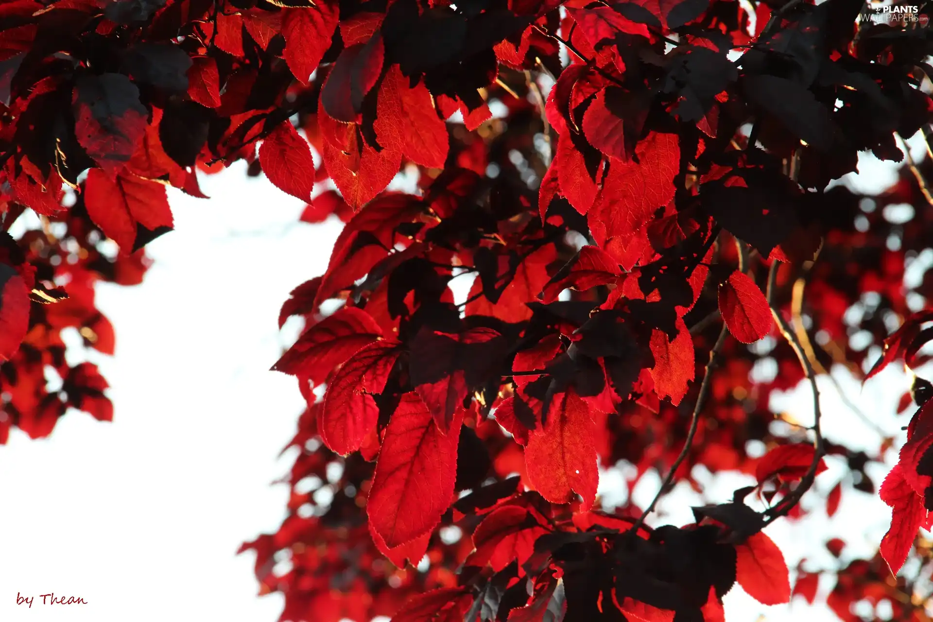 autumn, Red, Leaf
