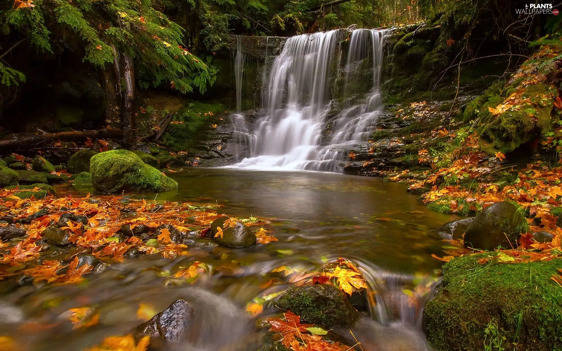 Autumn, Leaf, forest, rocks, waterfall