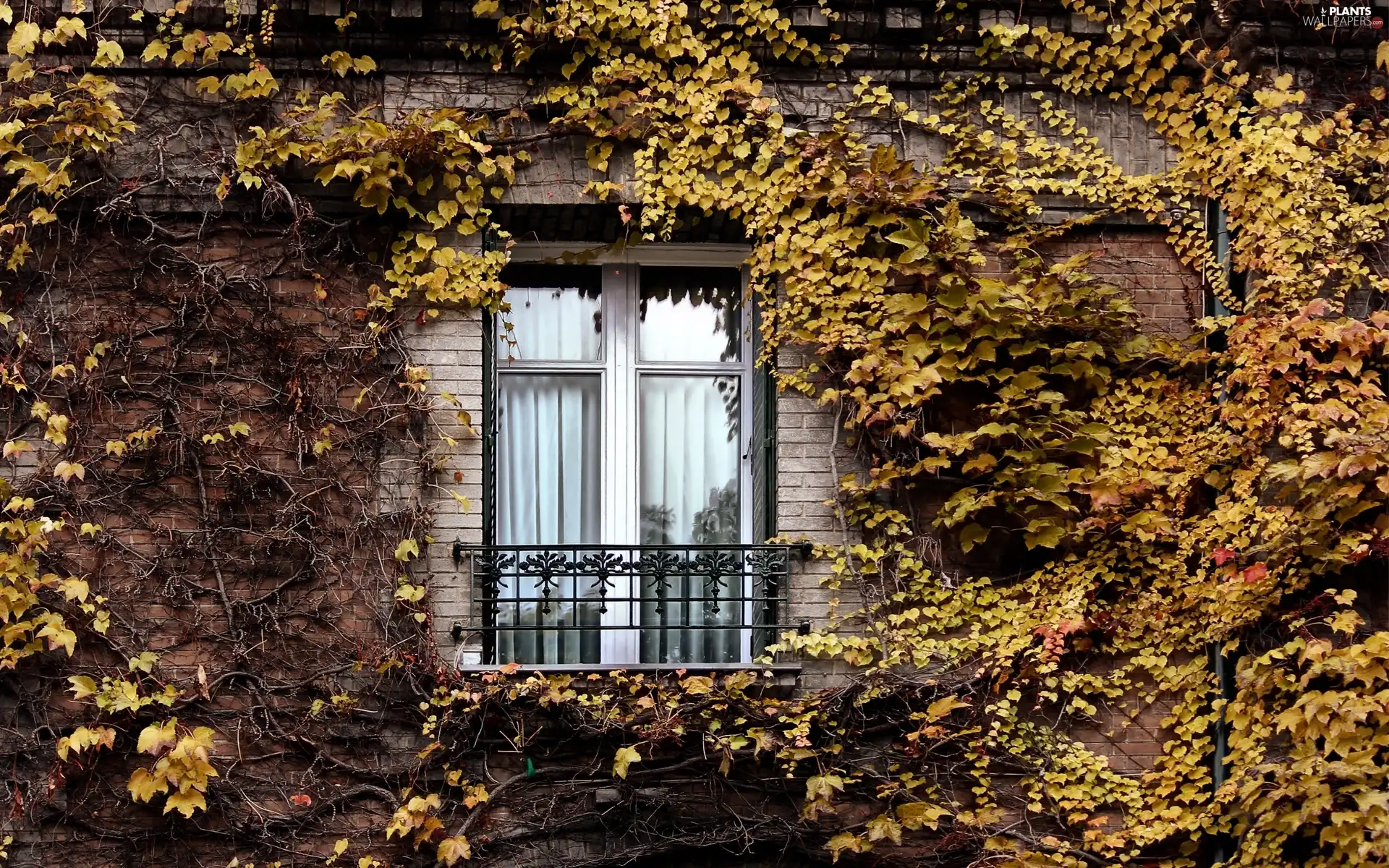 Climbing, building, Bush, Window, front, Autumn, Leaf