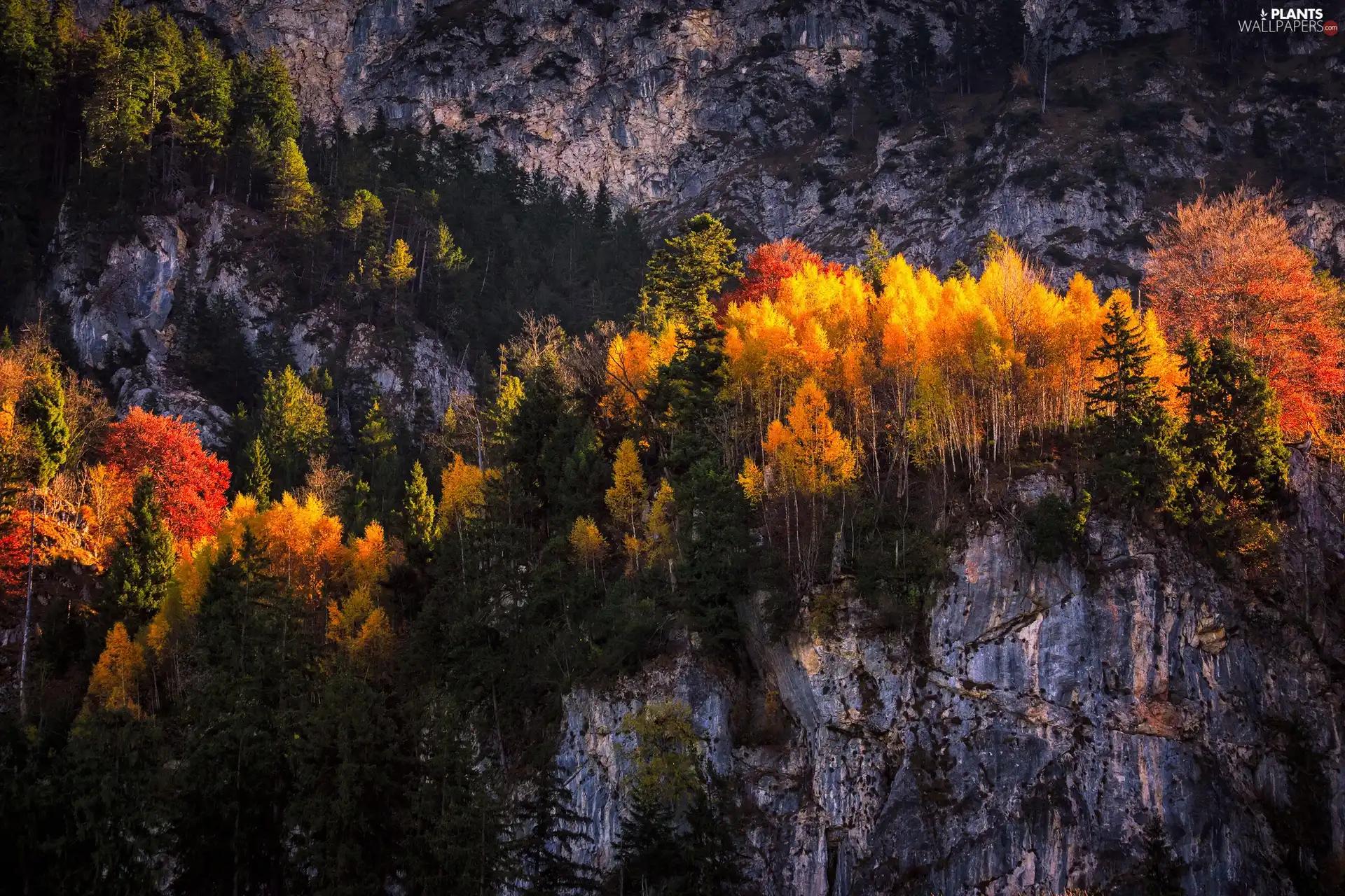 viewes, autumn, rocks, trees, Mountains