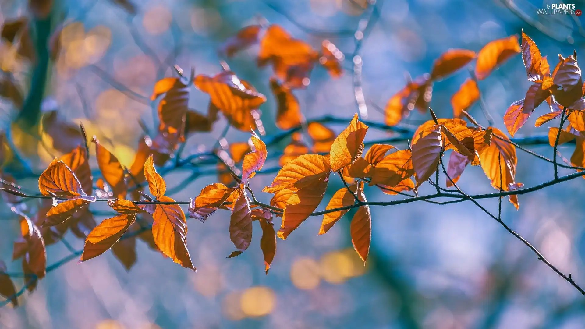 twig, Yellowed, Leaf, Autumn