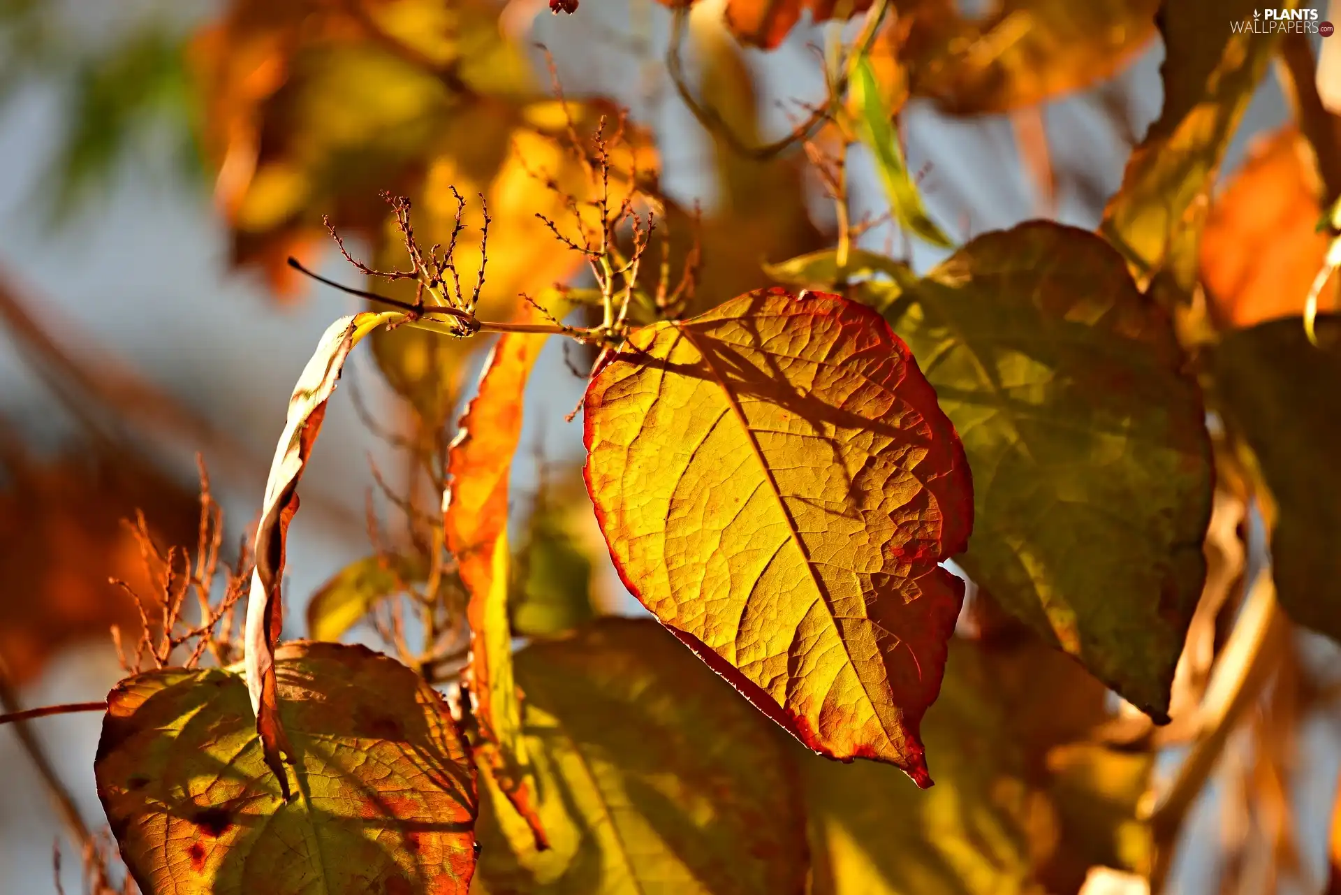 Twigs, gold, Leaf, Autumn