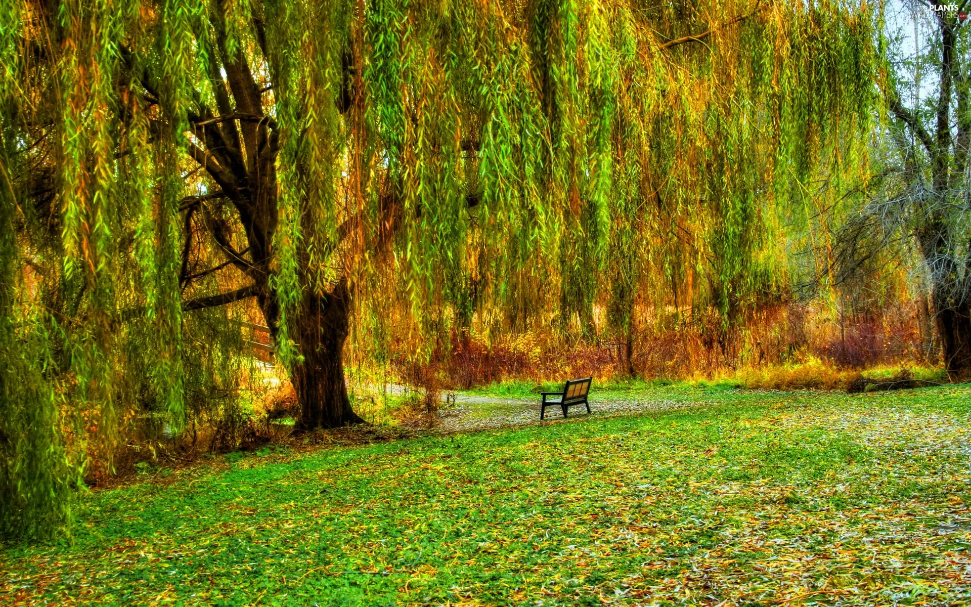 Bench, Willow, Crying