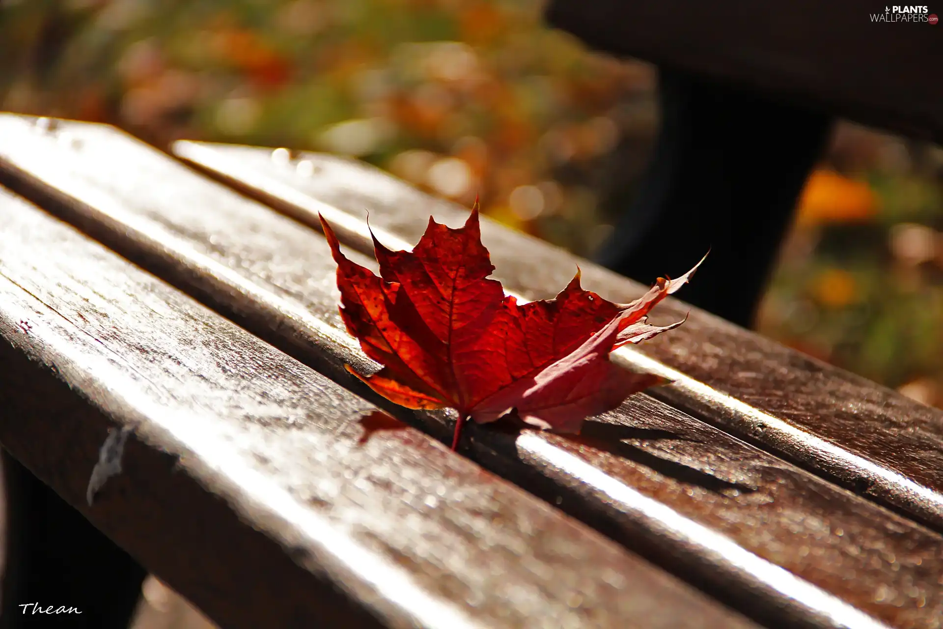 Bench, Red, leaf