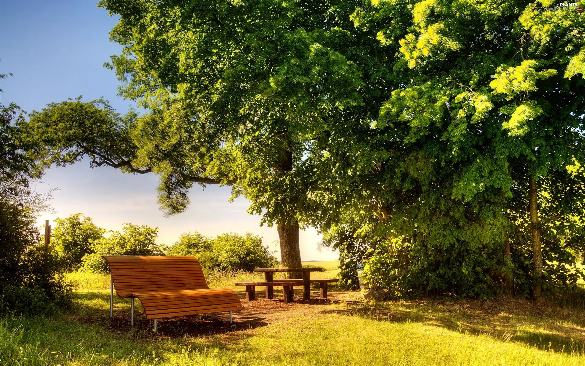 Meadow, viewes, Bench, trees