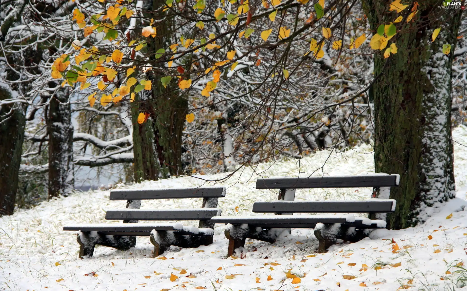 bench, winter, trees, viewes, Park