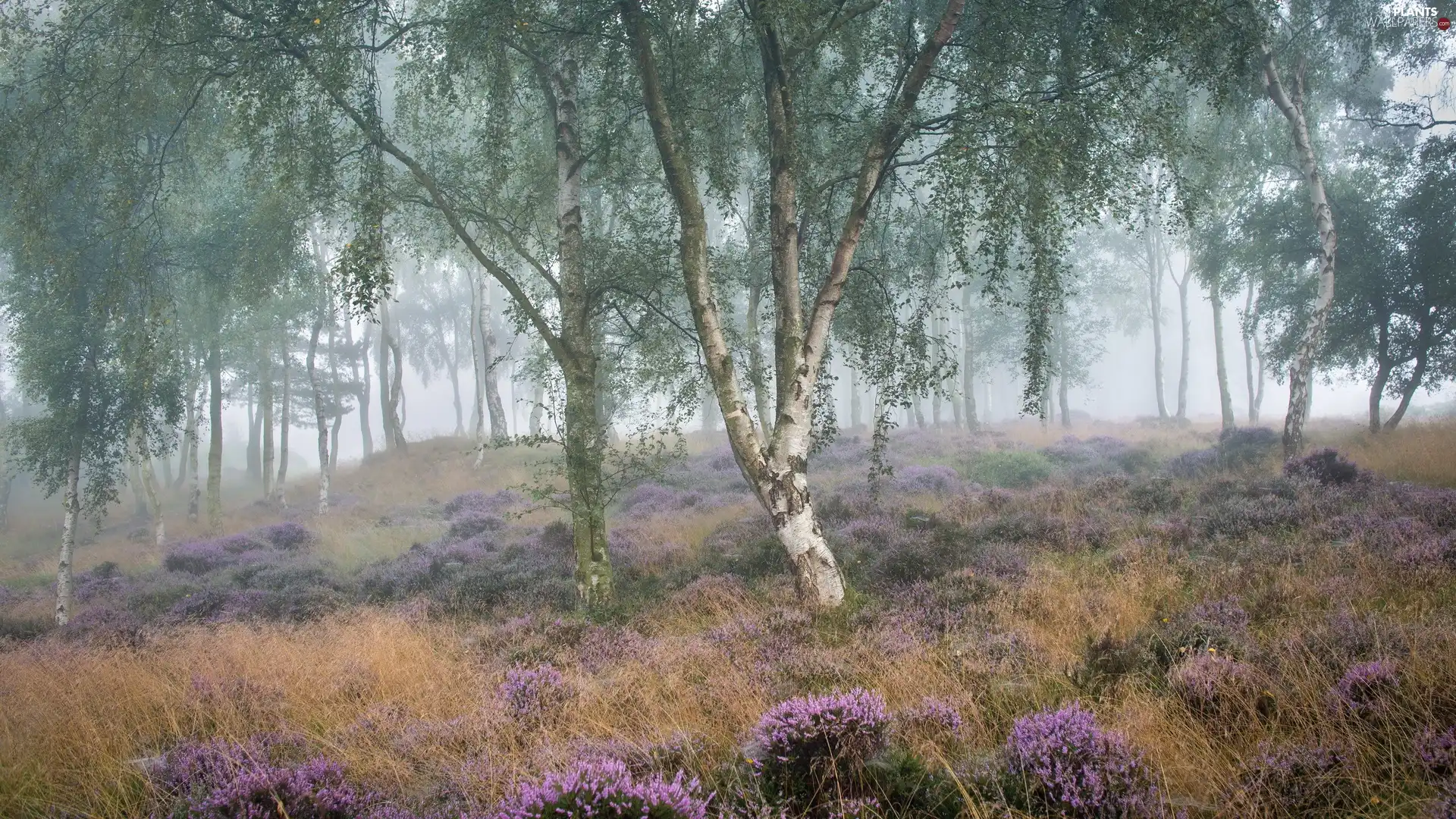 heath, heather, Fog, trees, birch, Peak District National Park, England, viewes
