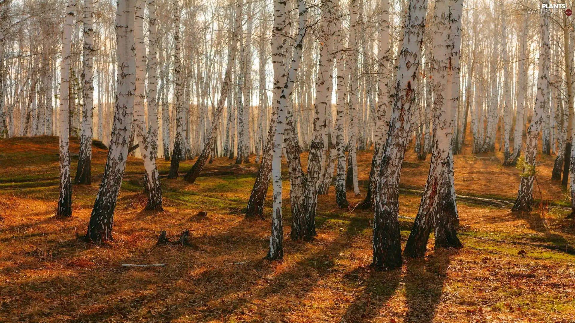 forest, litter, autumn, birch