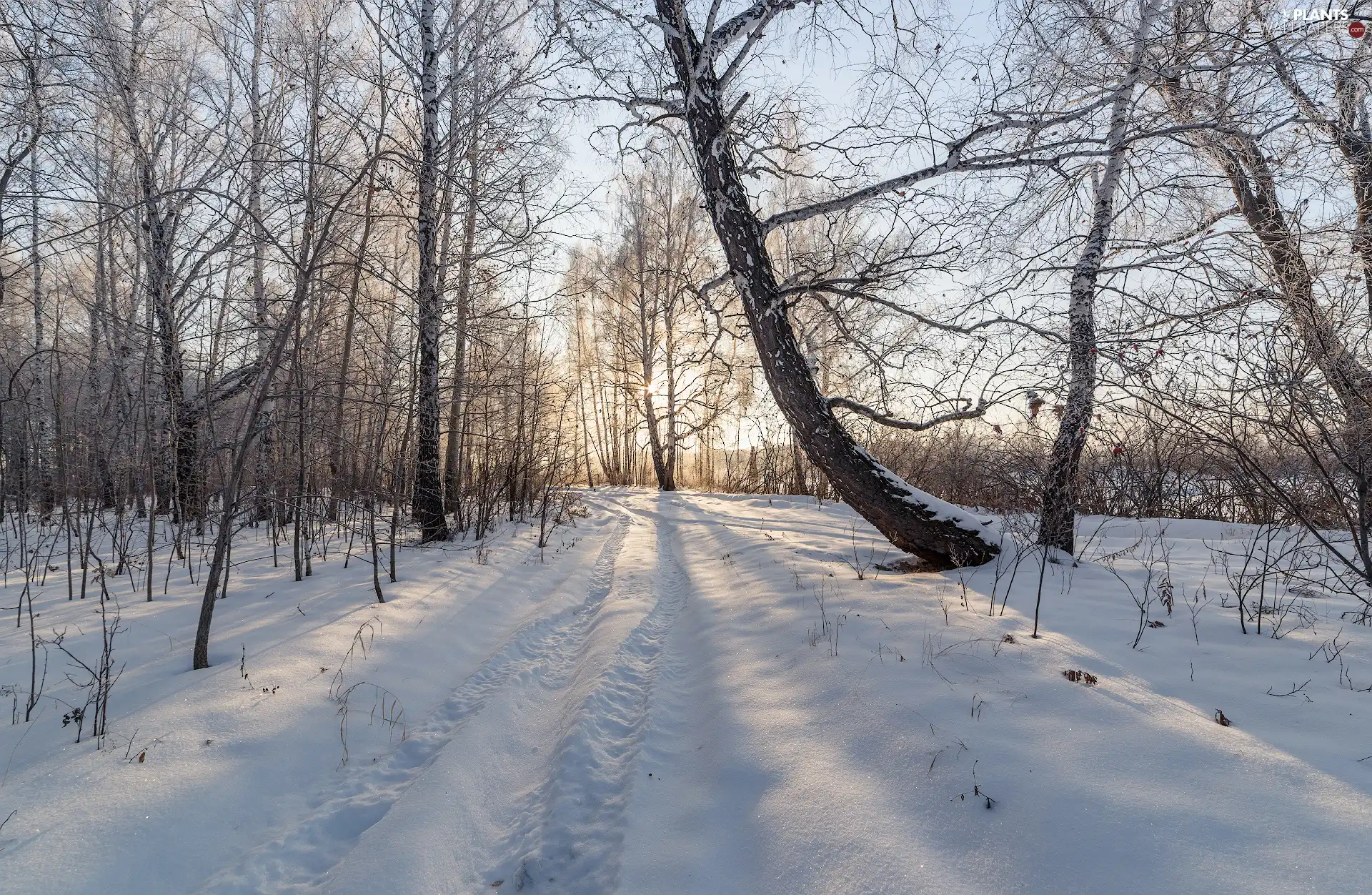 viewes, birch, forest, trees, winter