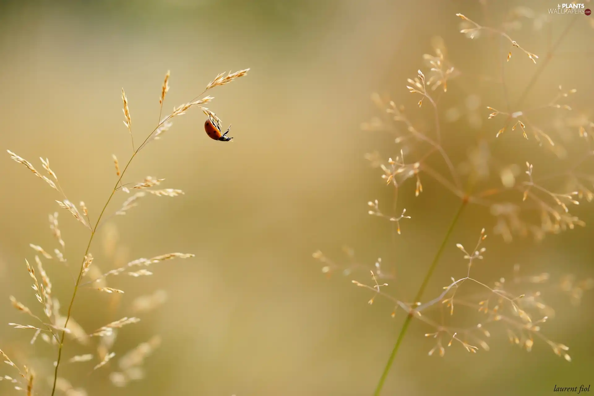 blades, ladybird, grass