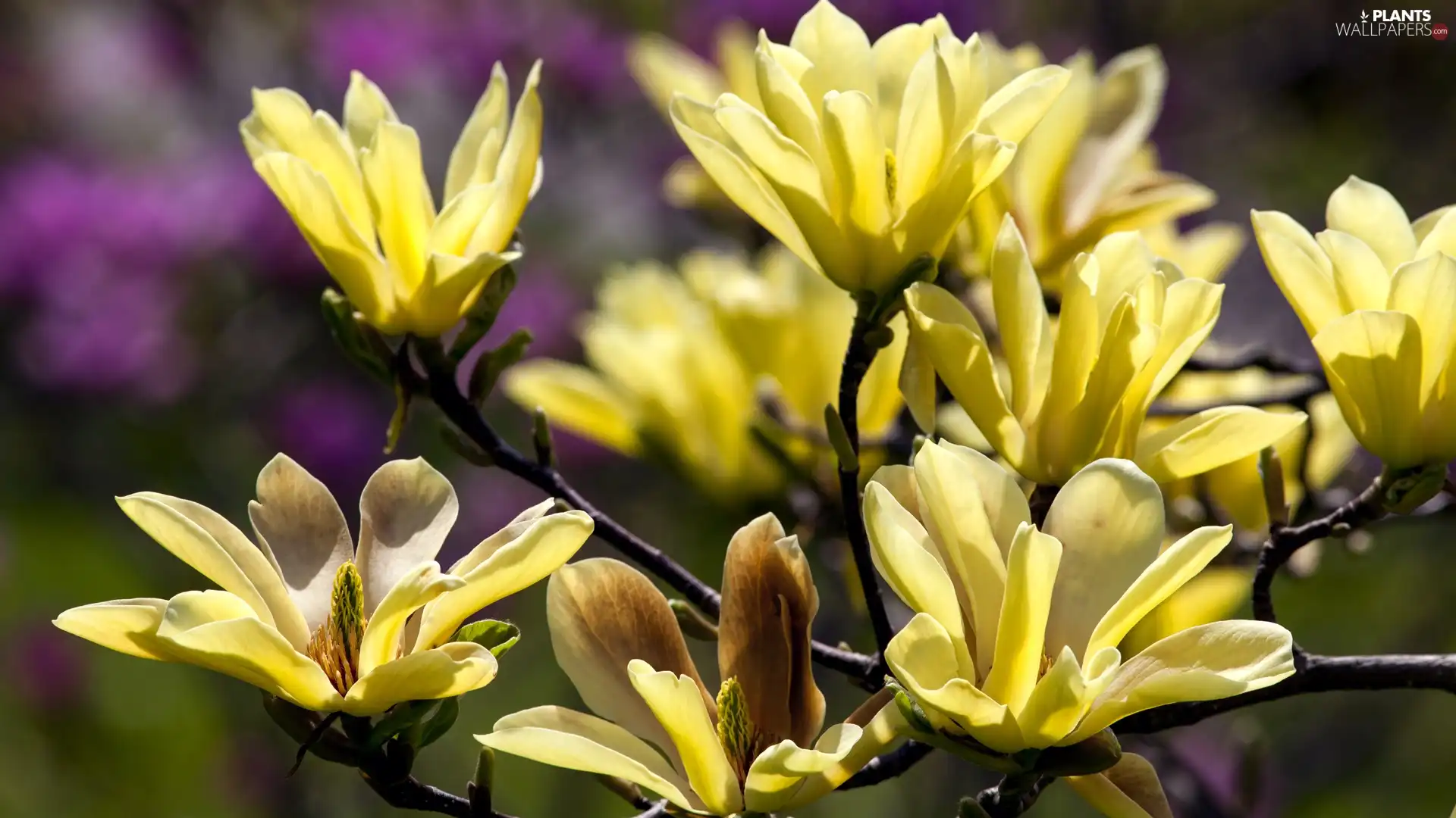 Magnolia, Yellow Honda, Blossoming