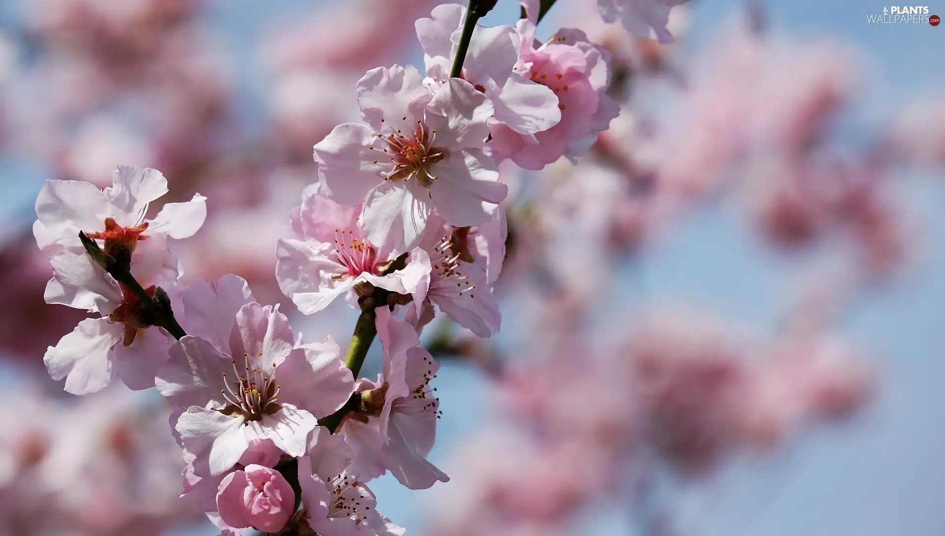 Flowers, blur, twig, cherry, Spring