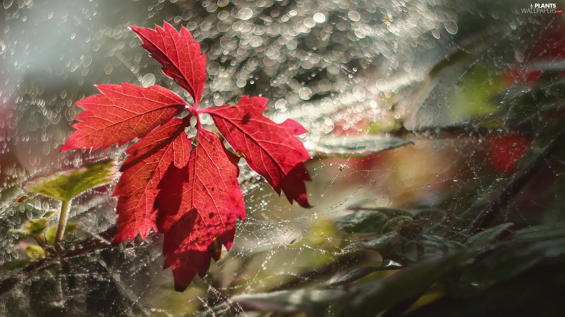 Red, Web, Bokeh, leaf
