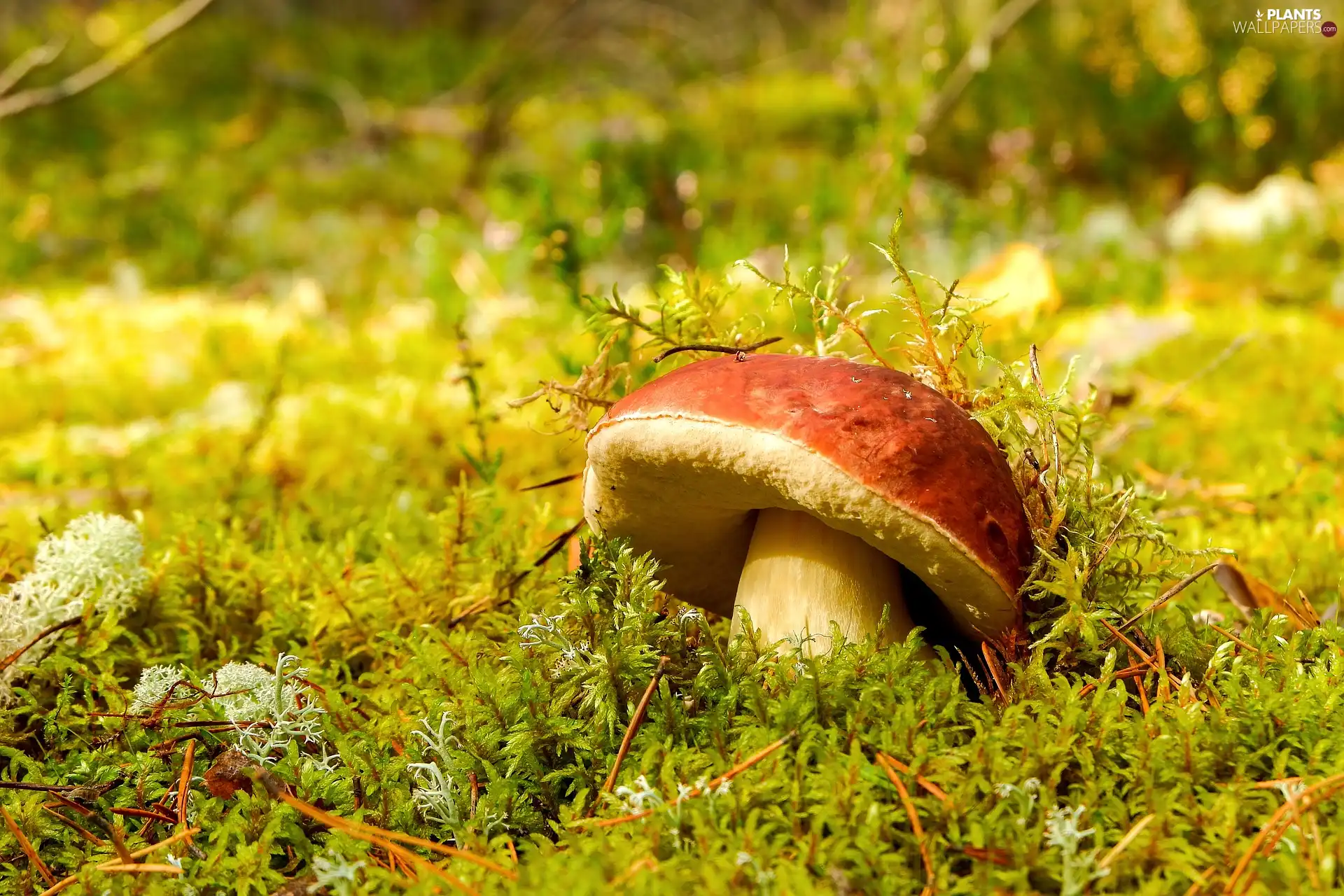 boletus, Mushrooms, Moss