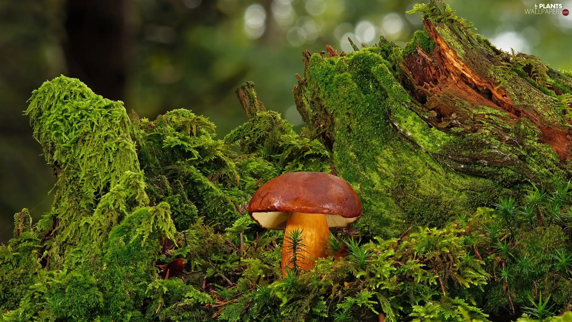 Mushrooms, Moss, rapprochement, boletus