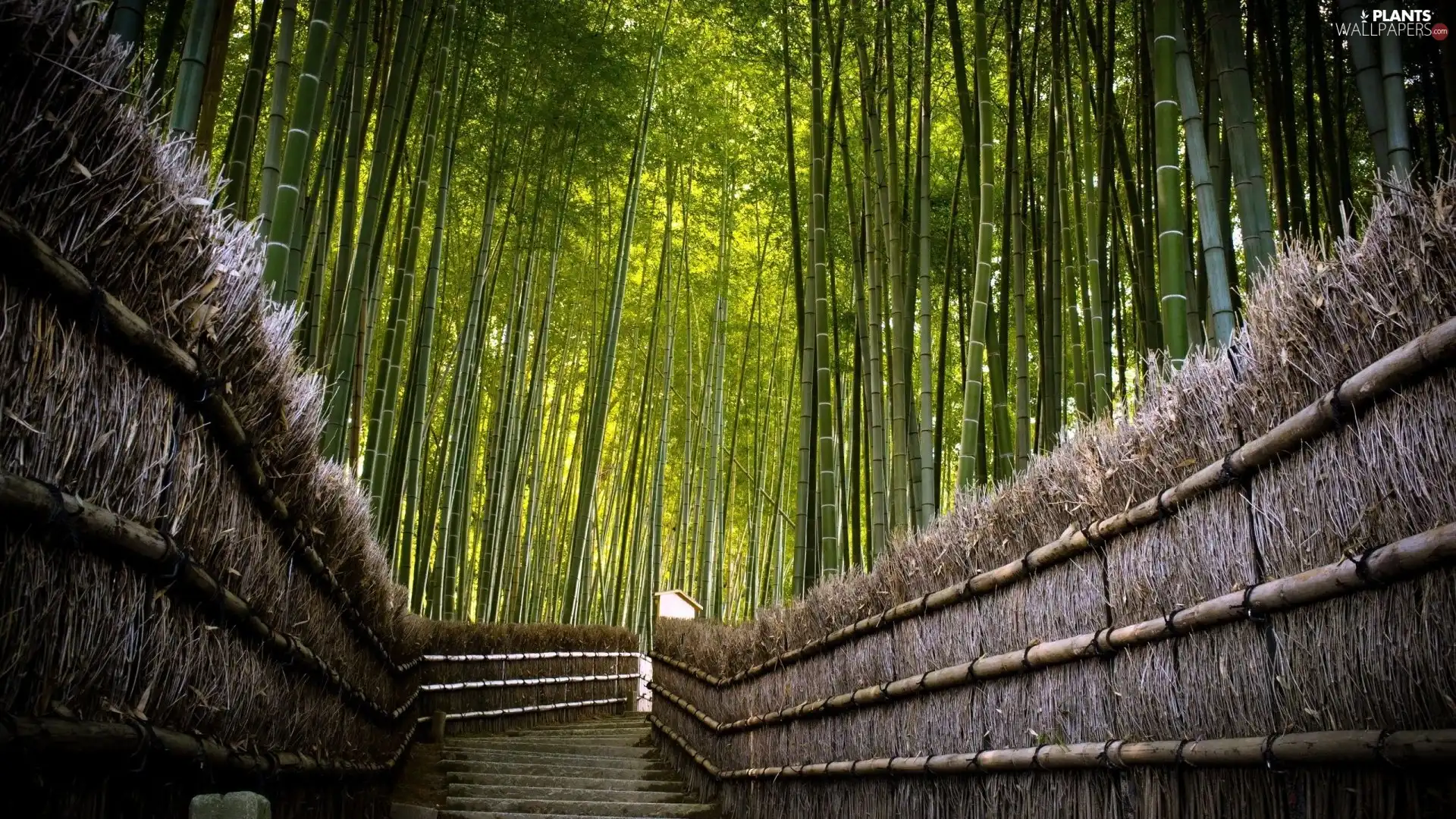 bridge, bamboo, forest