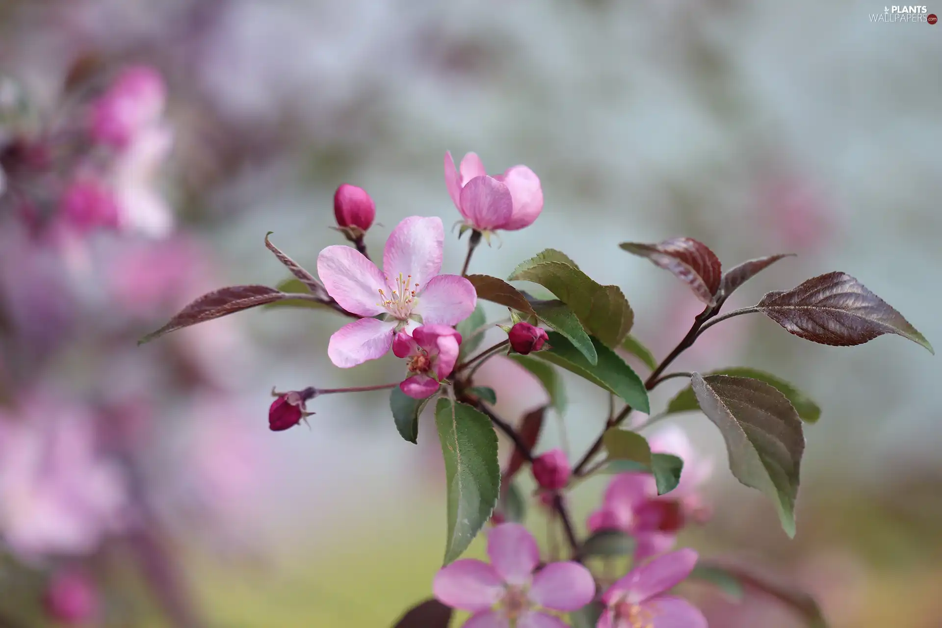 Pink, Buds, Fruit Tree, Flowers