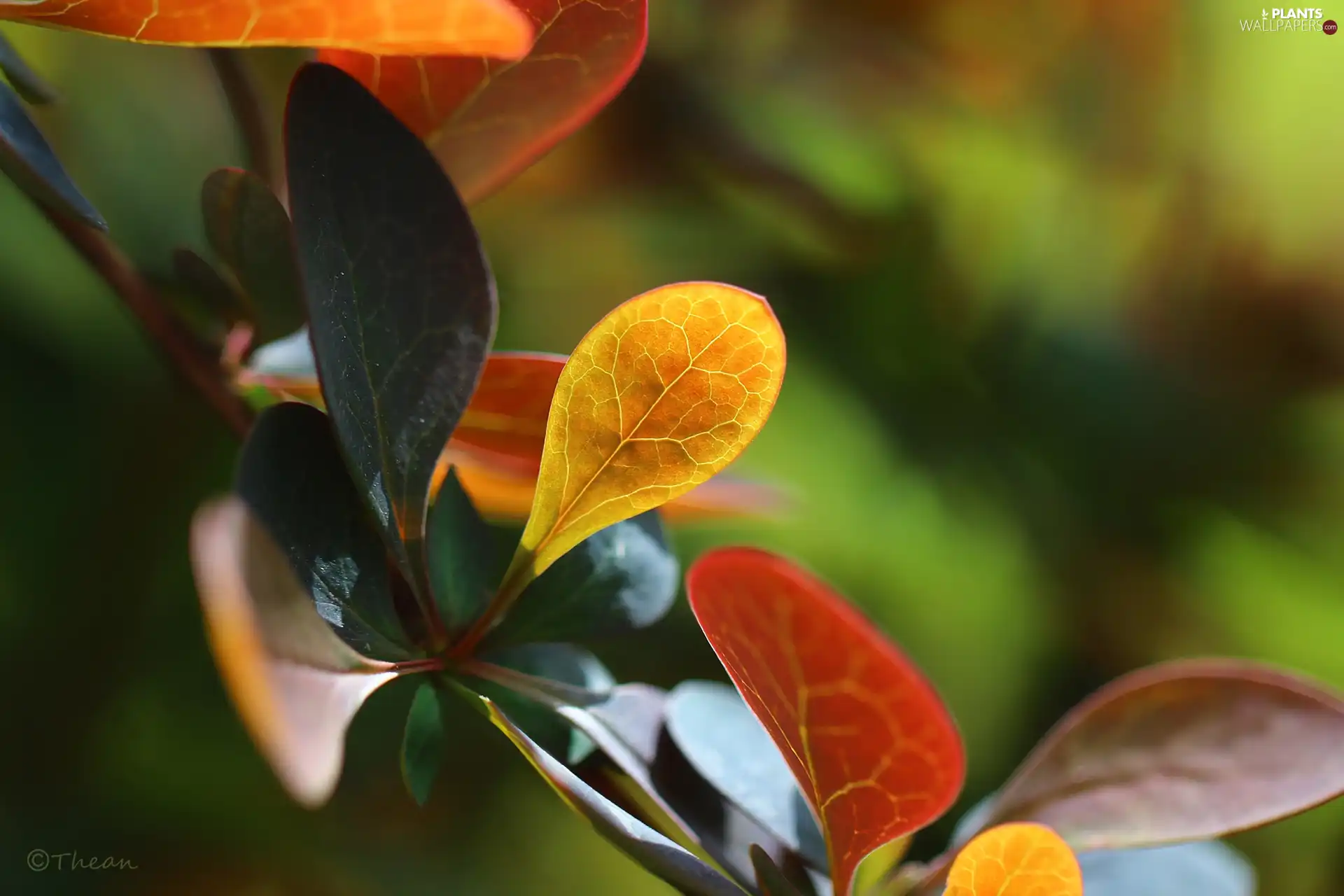 Berberis Thunbergii, Leaf, Bush, color