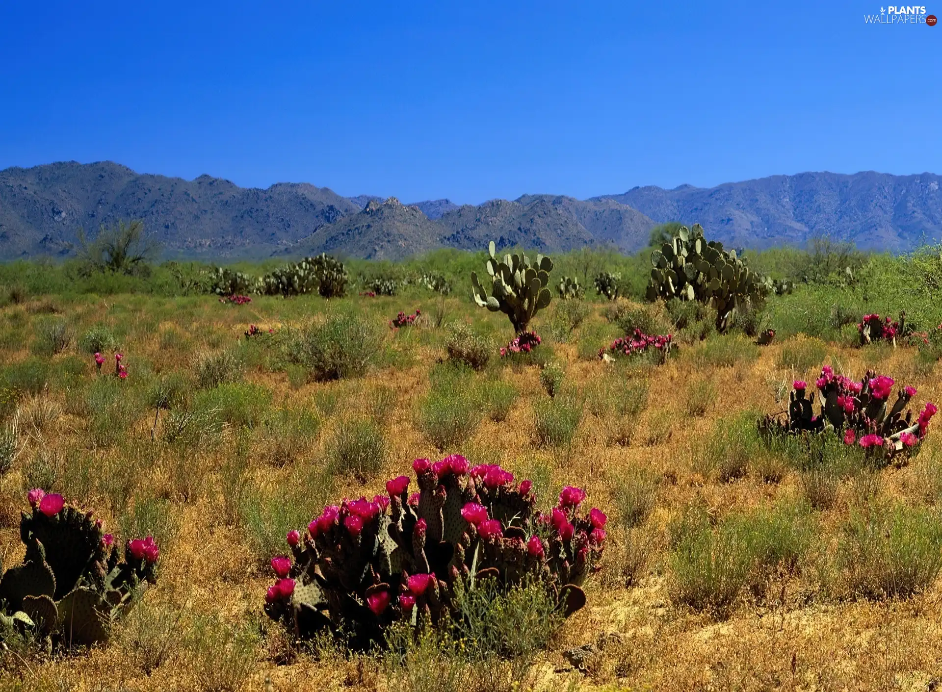 Cactus, Desert, flourishing