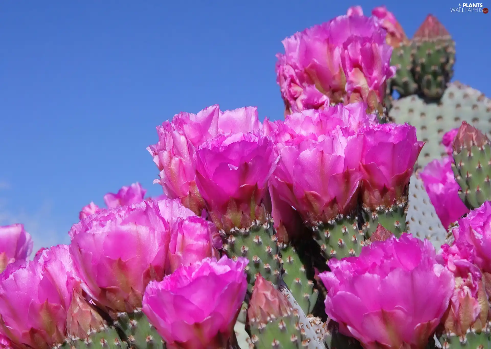 Flowers, cactus