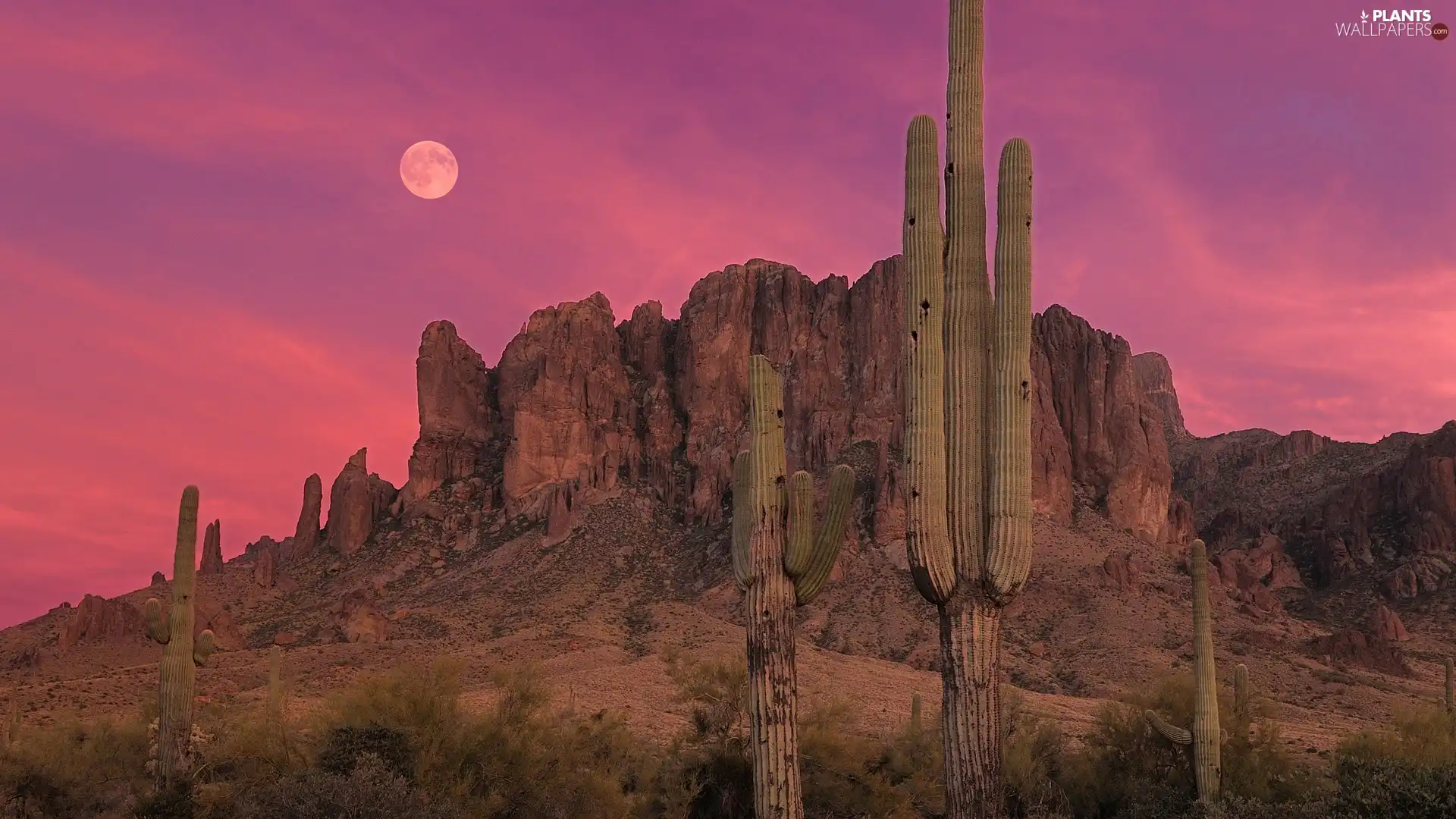 west, canyon, Cactus, sun
