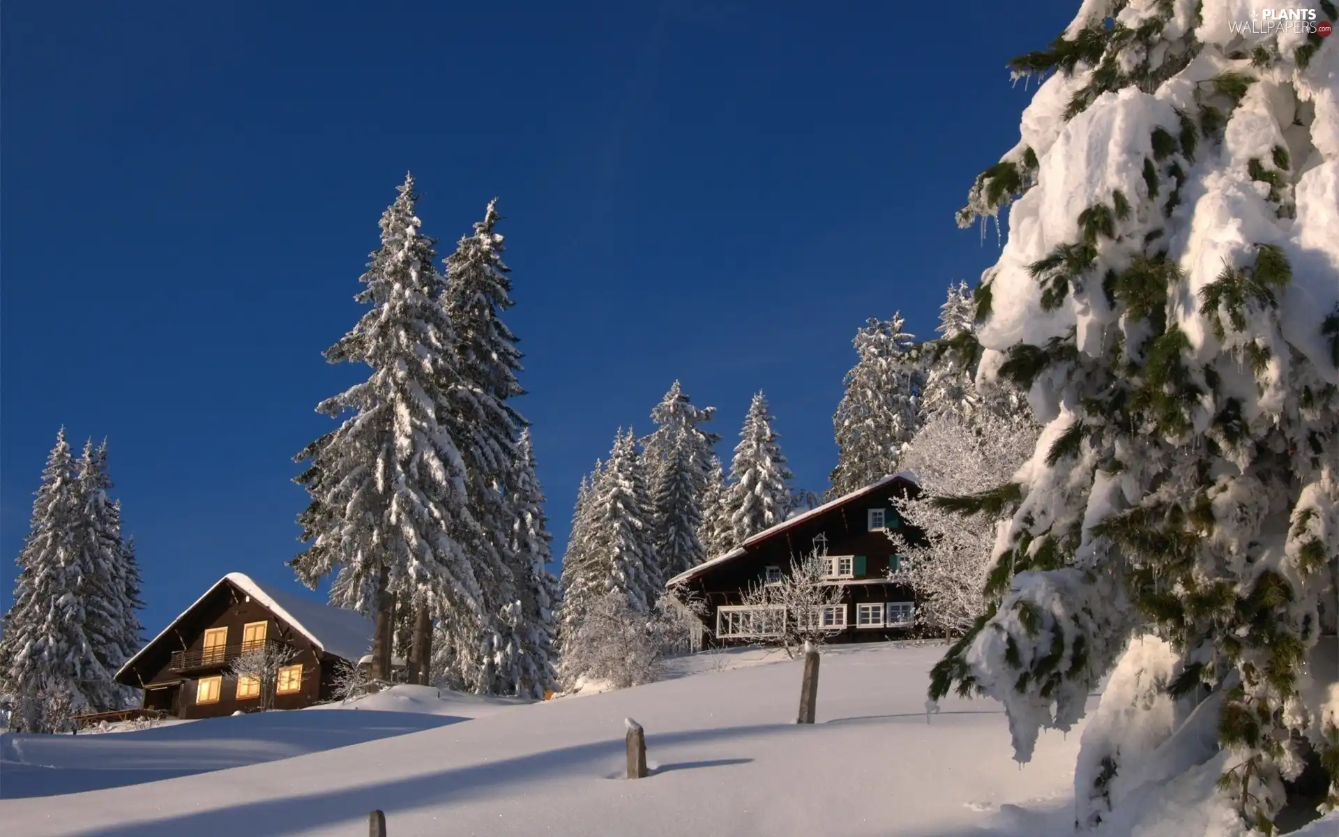 Snowy, winter, clean, Sky, Conifers, Houses