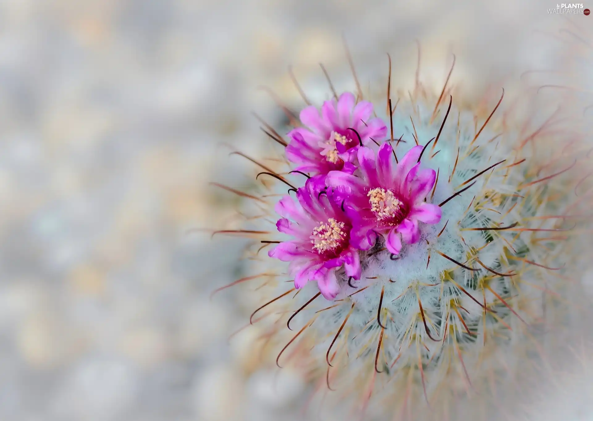 Close, flower, Cactus
