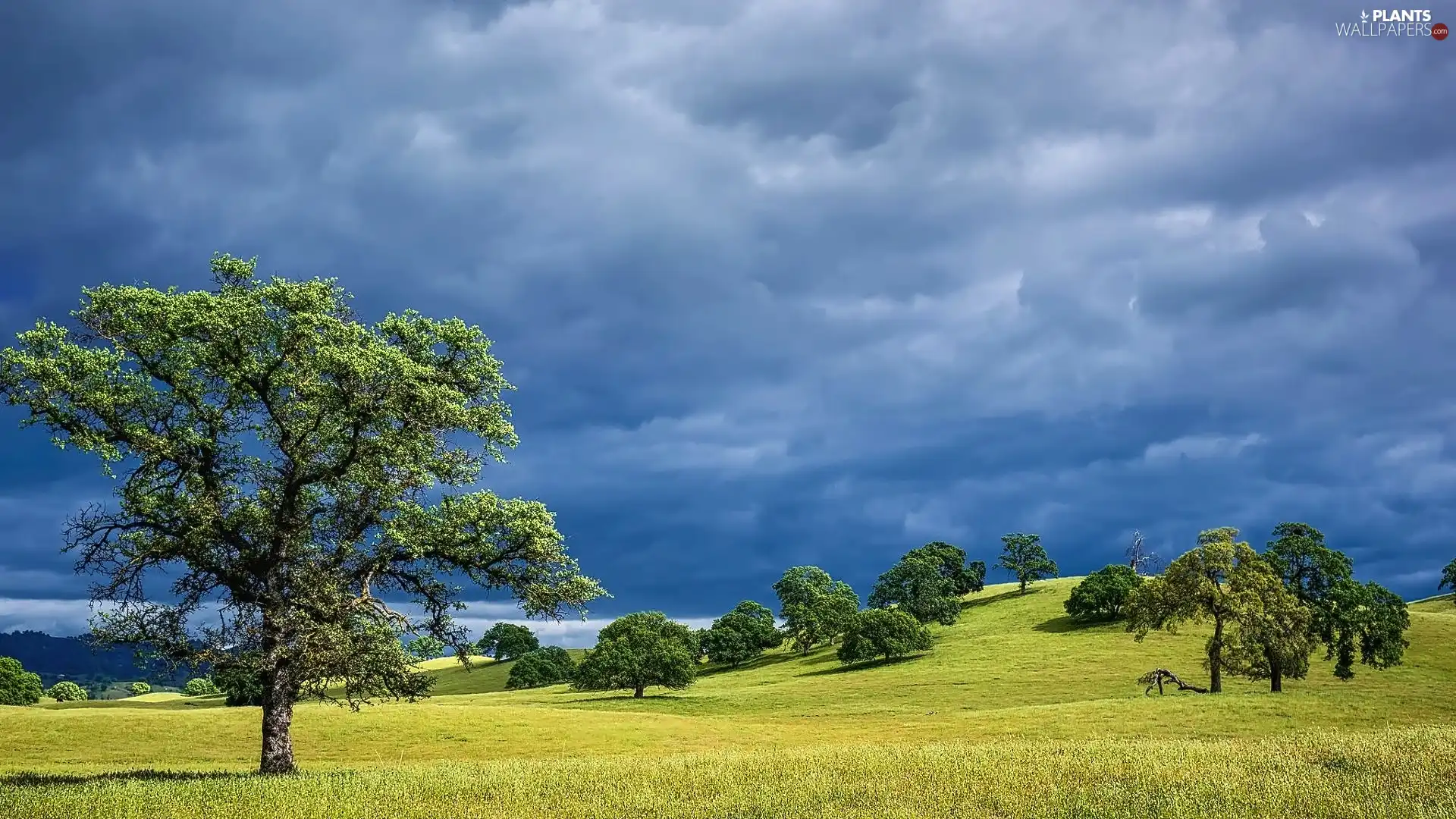 Lowland, viewes, clouds, trees