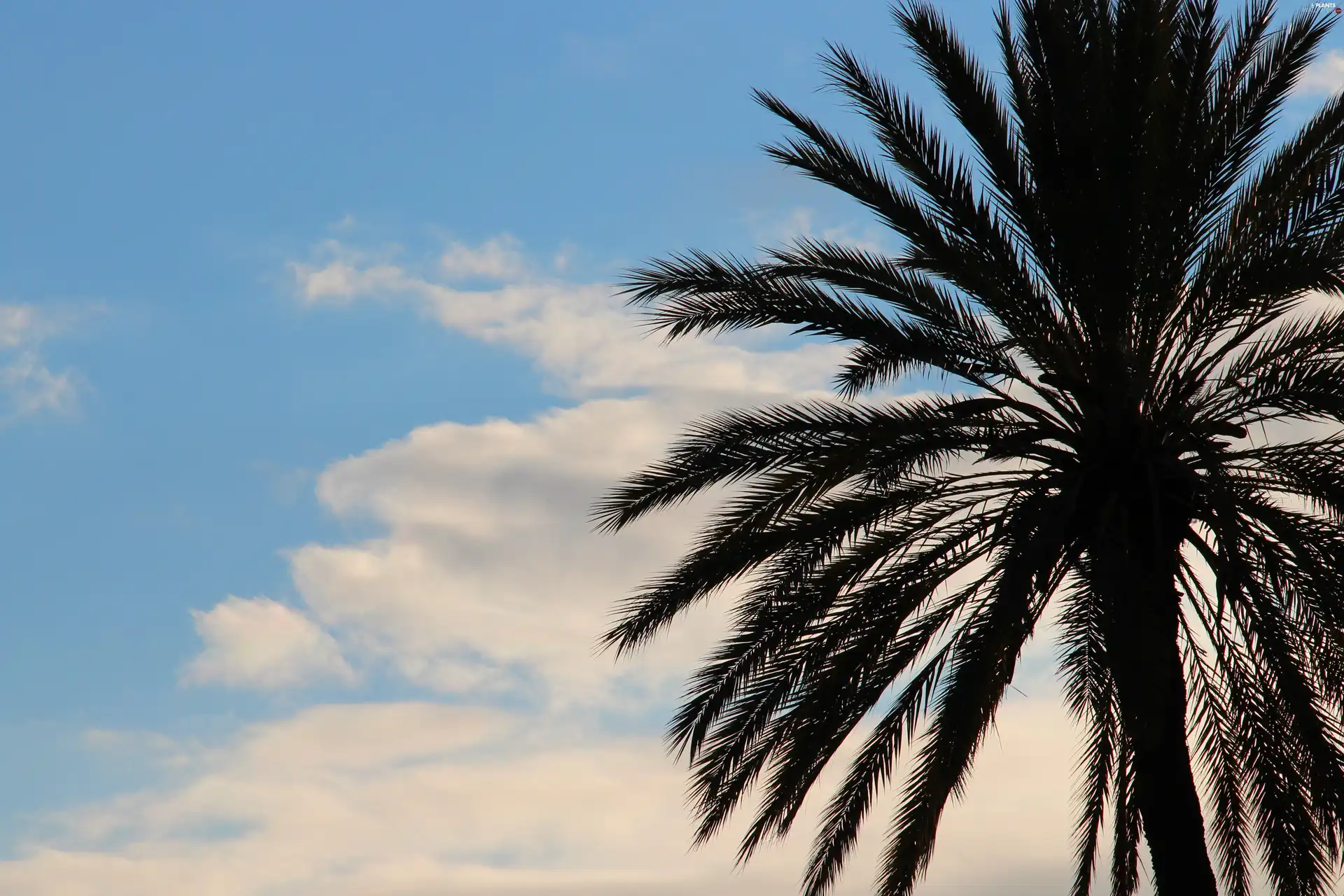 Palm, azure, clouds, Sky