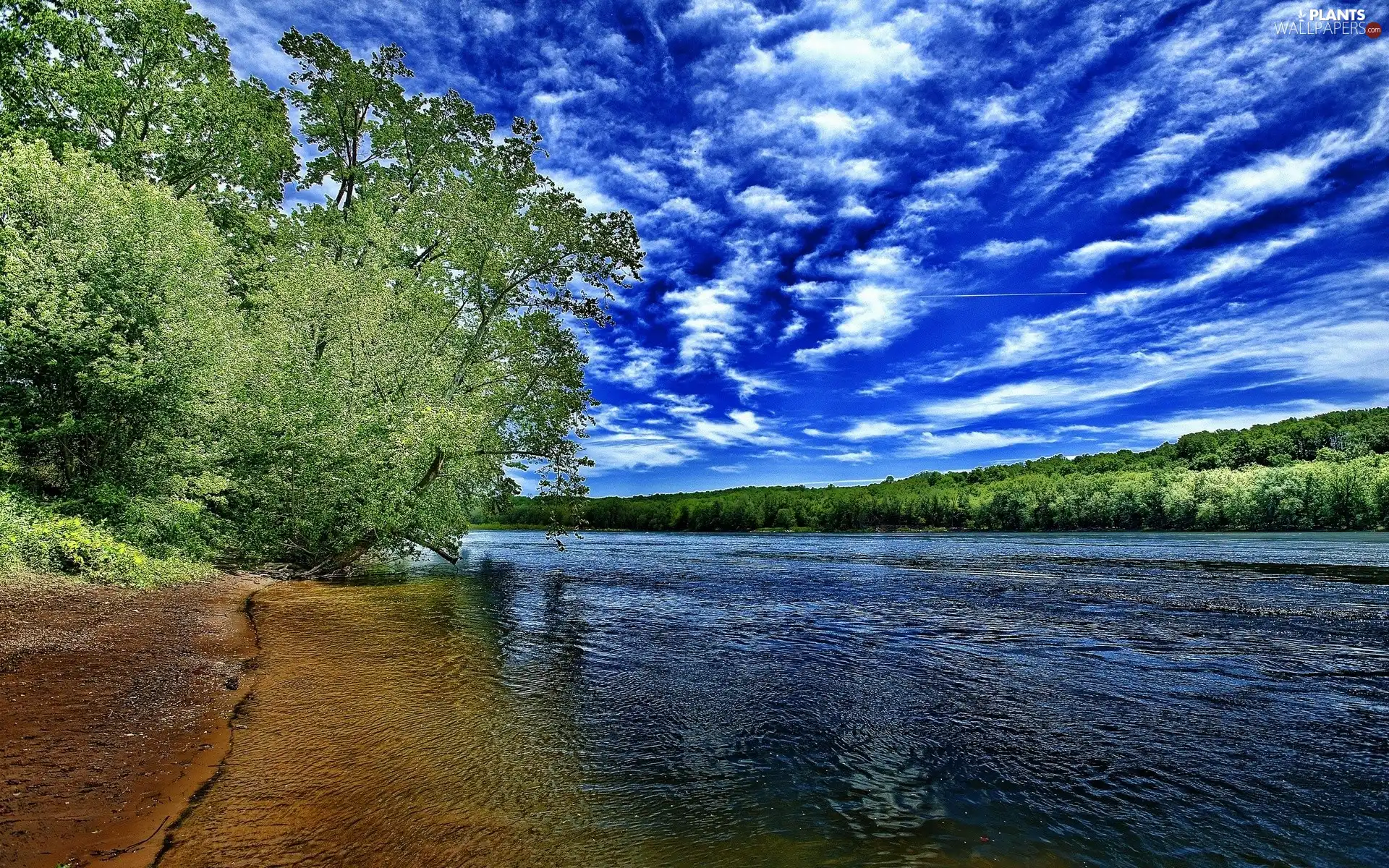 trees, high, clouds, Sky, viewes, River