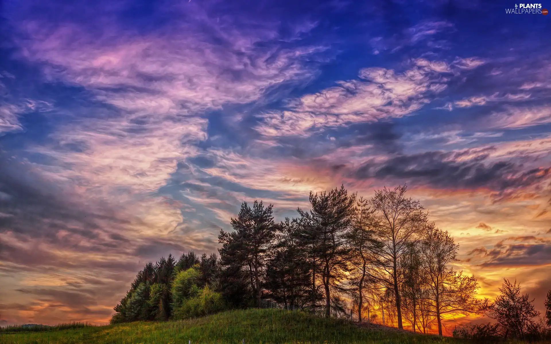 clouds, Great Sunsets, trees, viewes, Hill