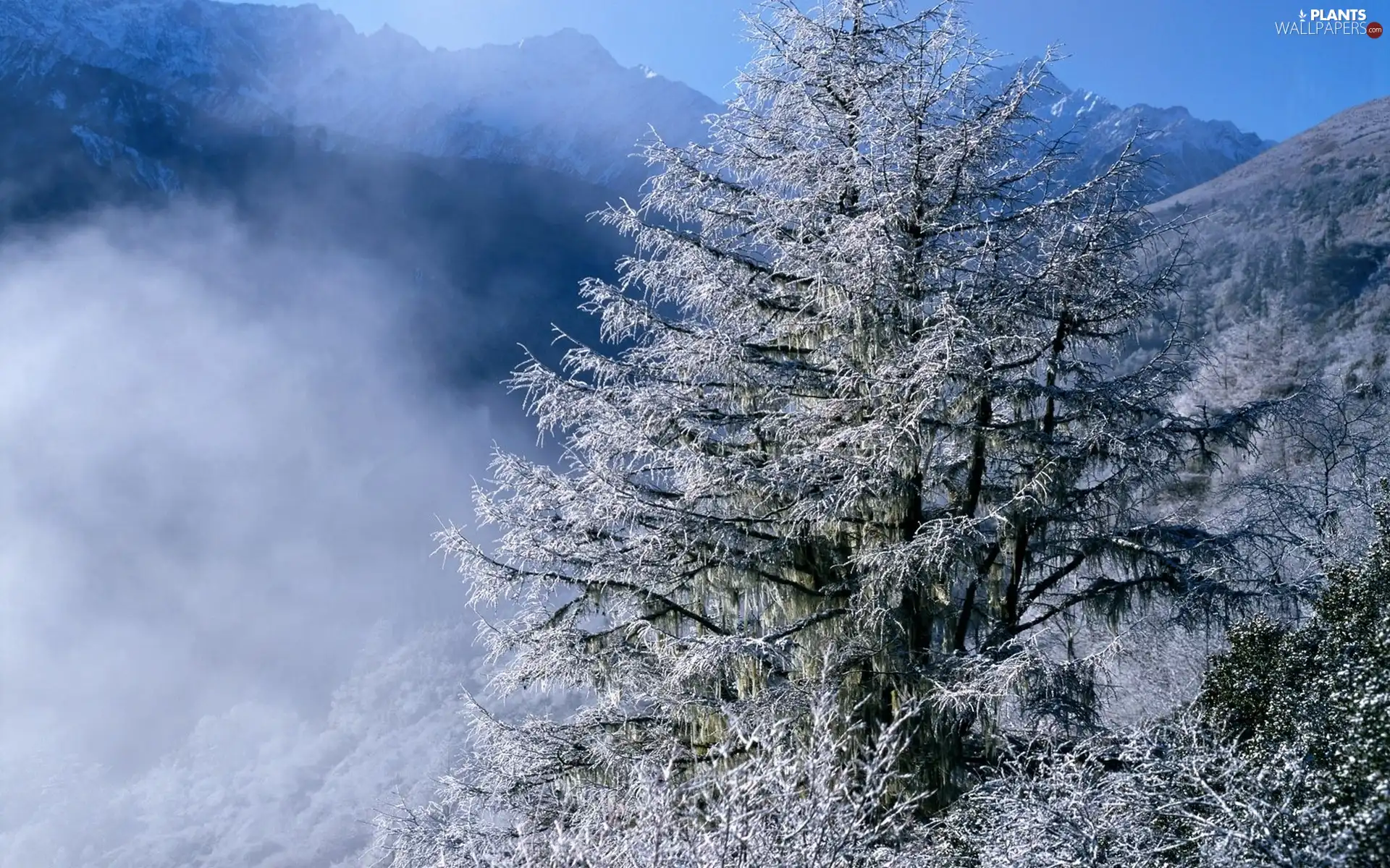 clouds, winter, trees, viewes, Mountains