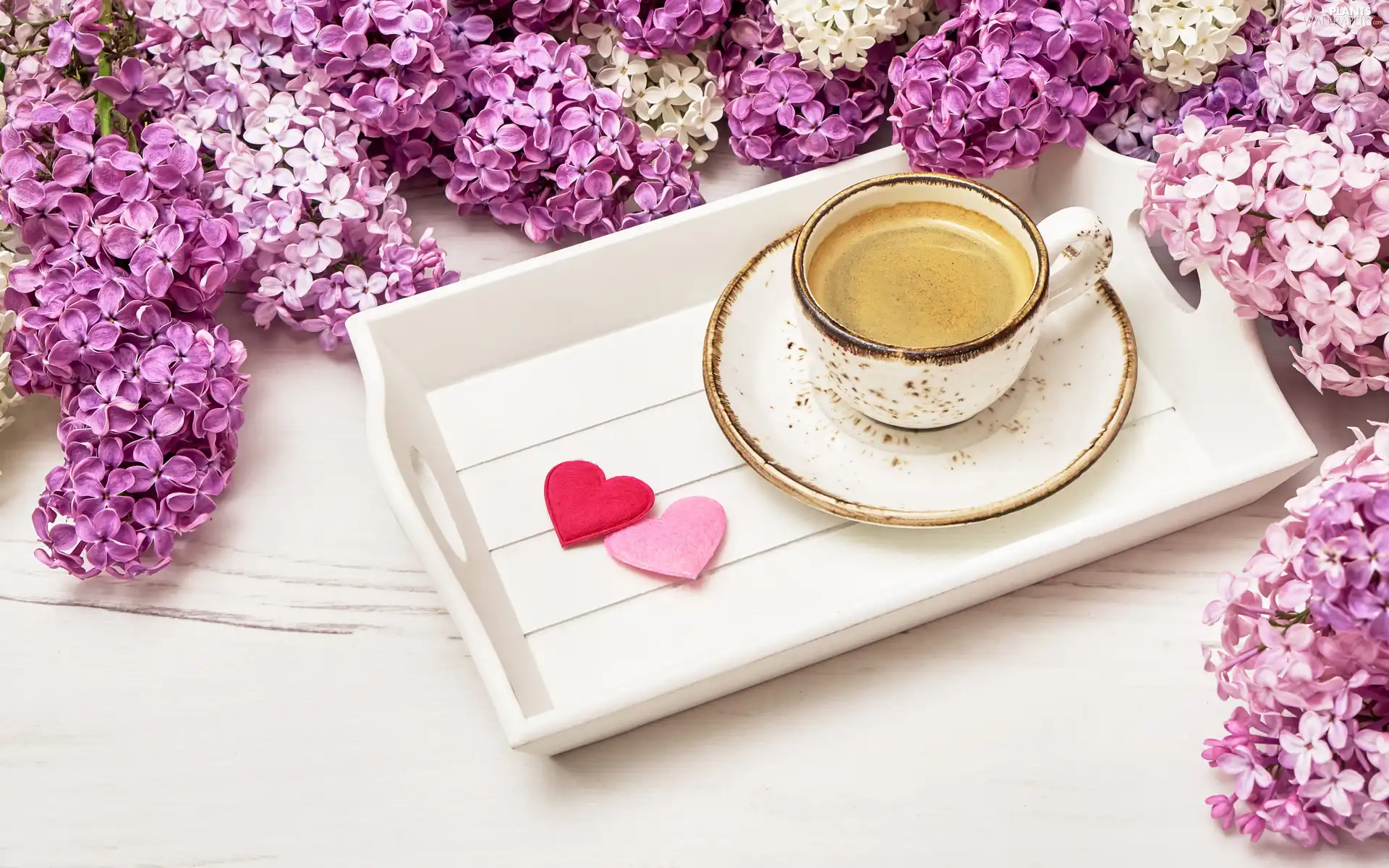 coffee, Two cars, without, hearts, Flowers, saucer, cup, tray