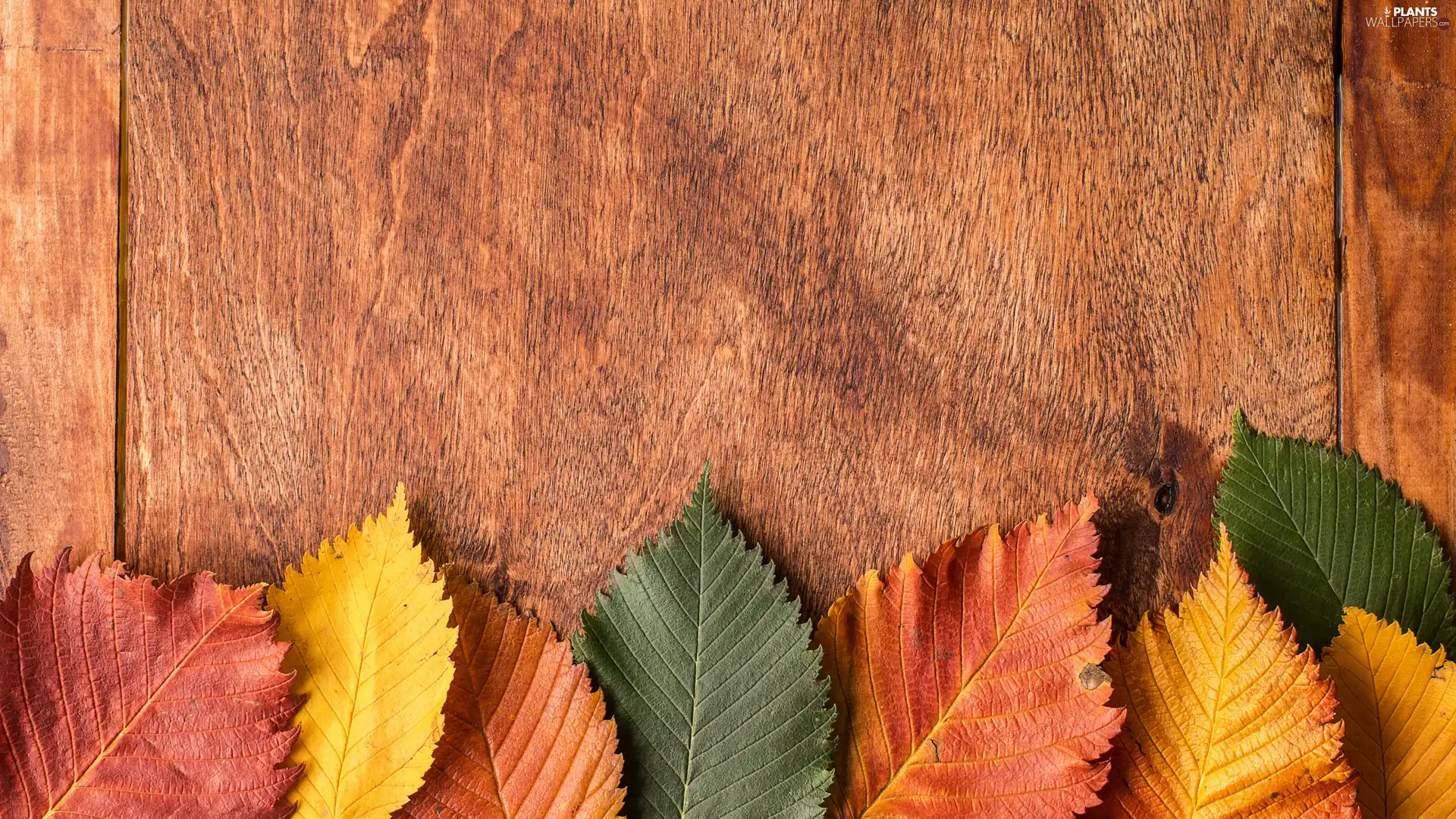 Autumn, Leaf, board, color