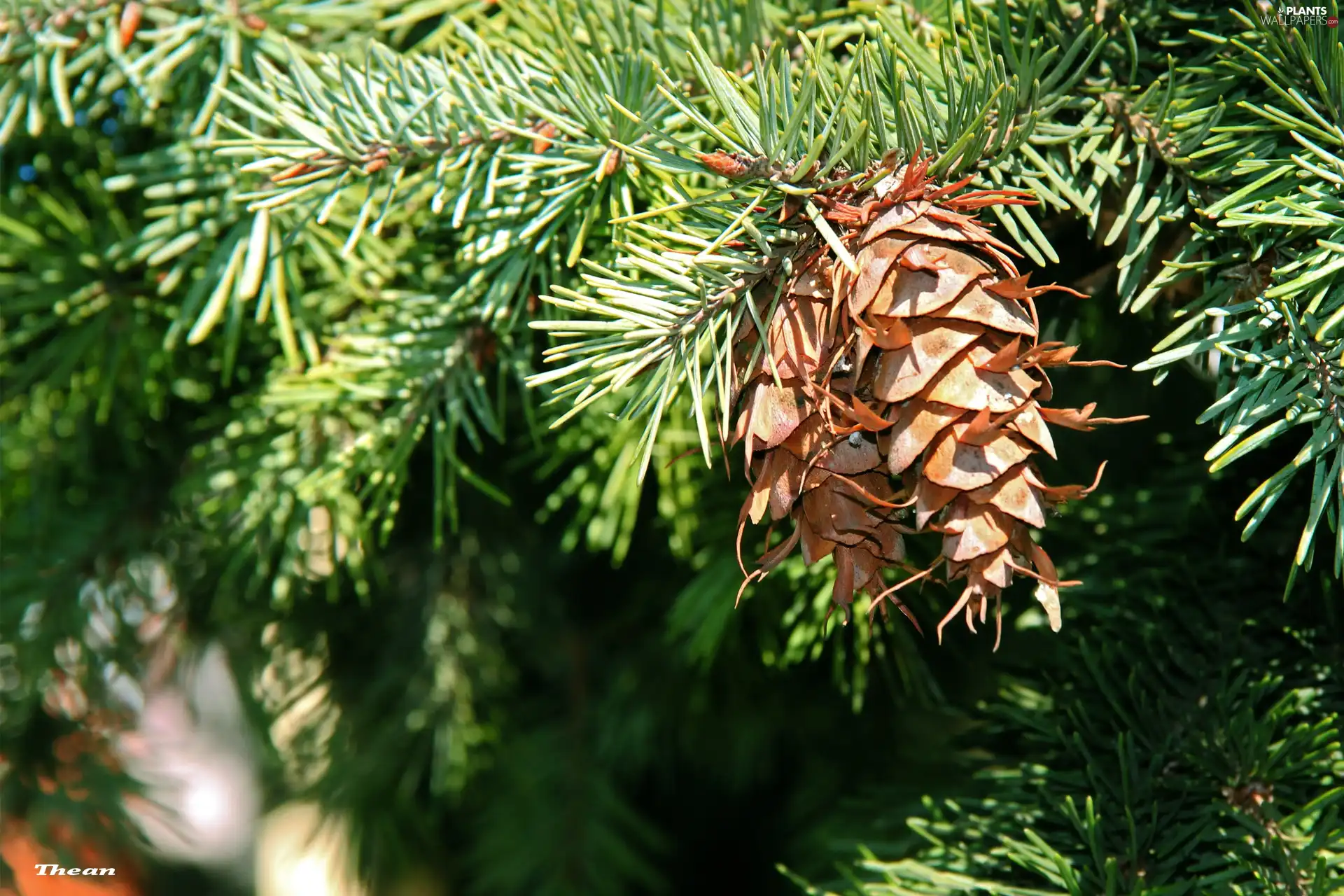 cones, twig, spruce