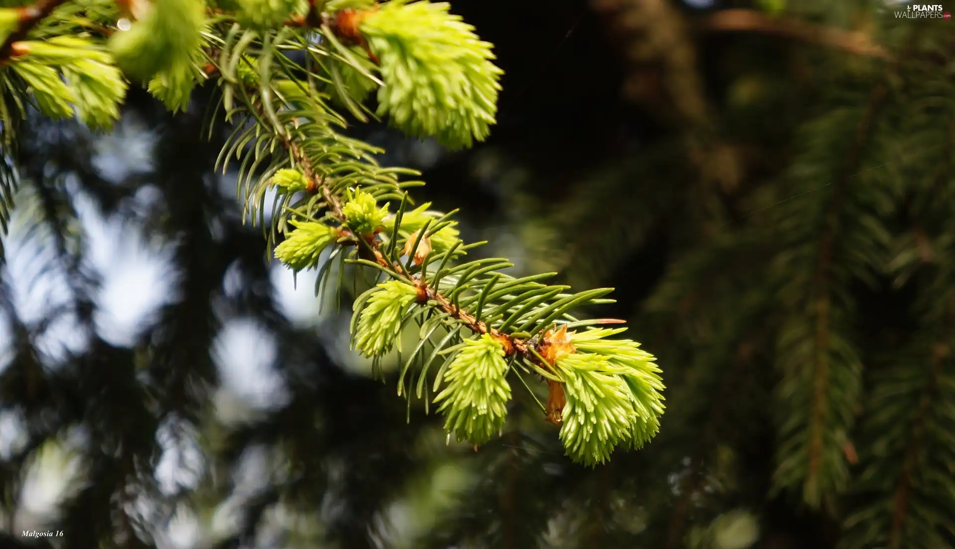 conifer, spruce, shoots, twig, young