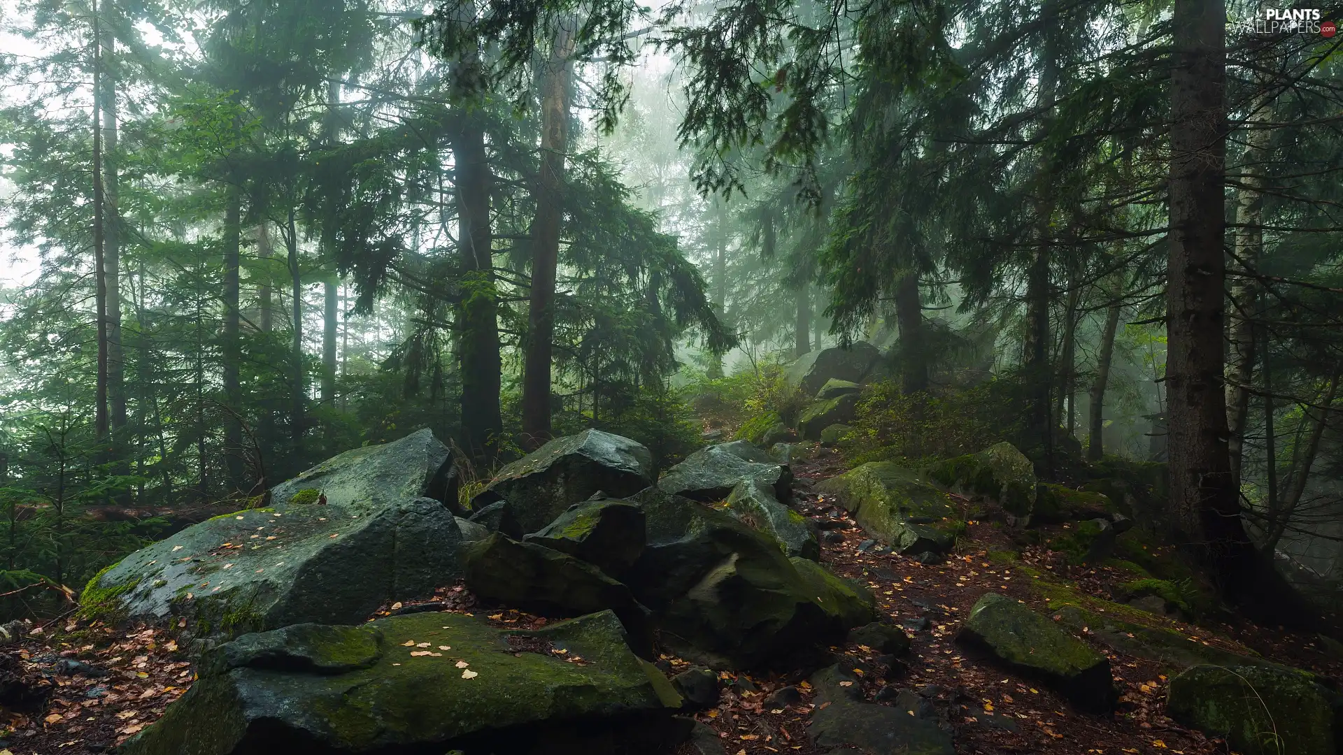 forest, mossy, Stones, Conifers