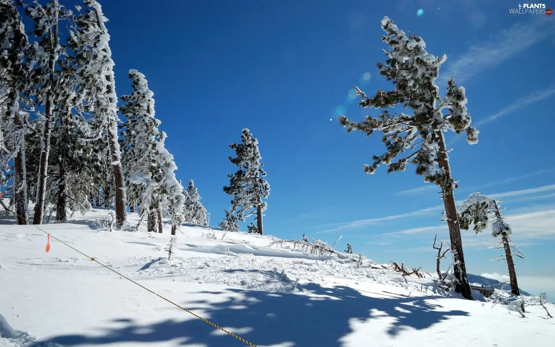 trees, winter, Conifers, Sky, viewes, Snowy
