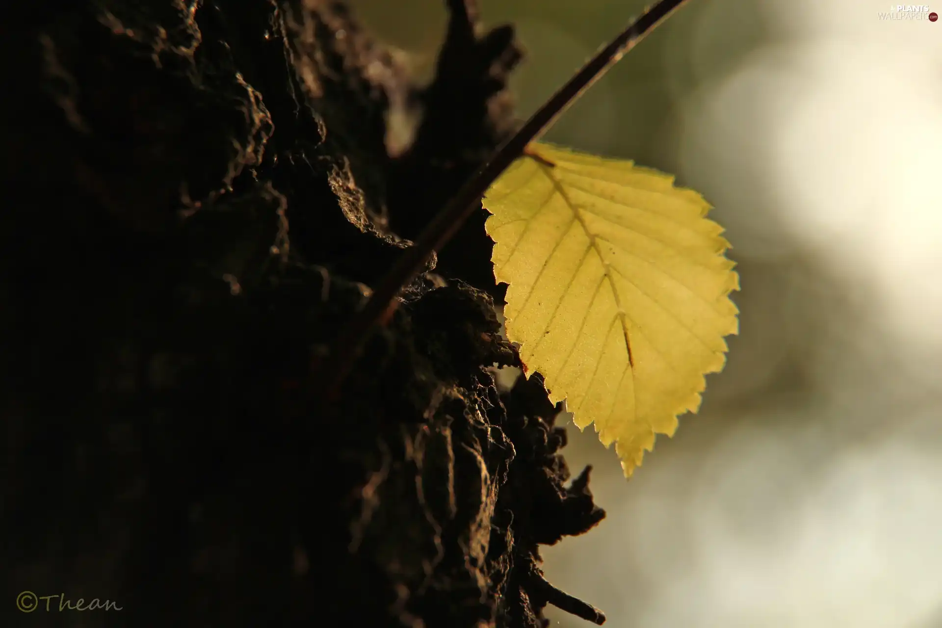 cork, trees, Autumn, leaf, Yellow