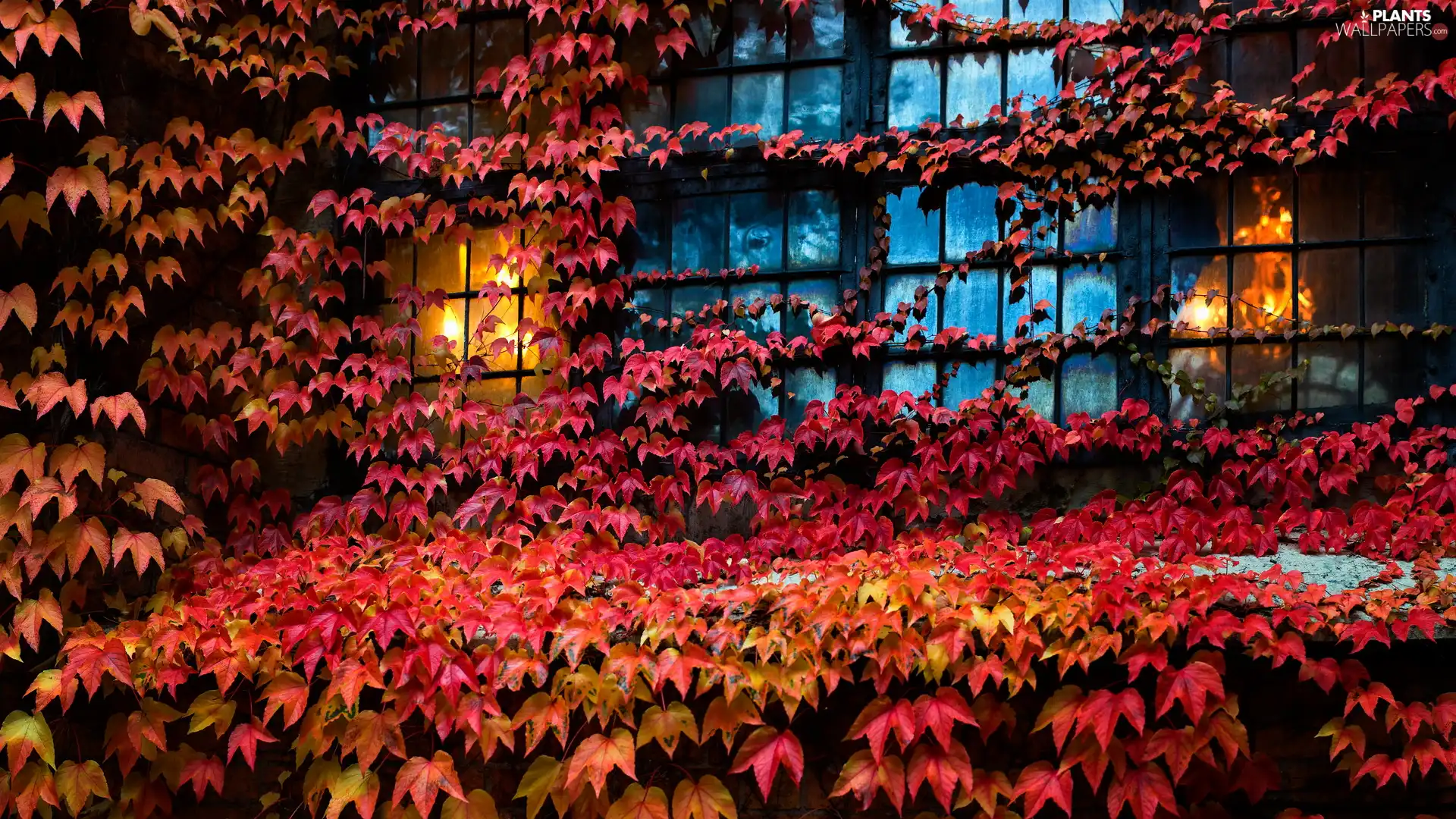 Leaf, Window, Virginia Creeper