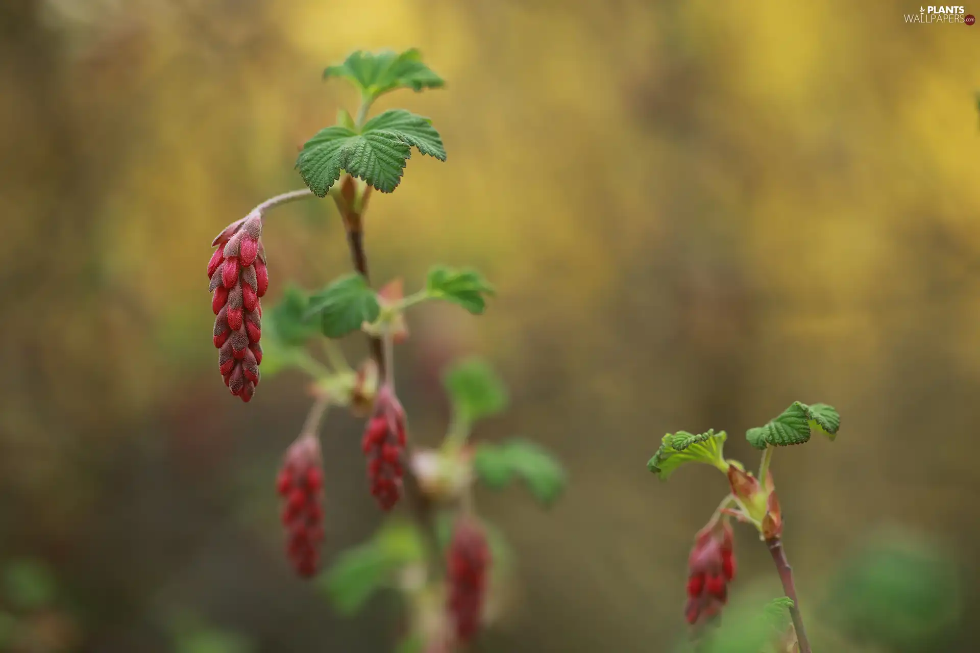 Bloody Currant, Buds, Bush, Flowers