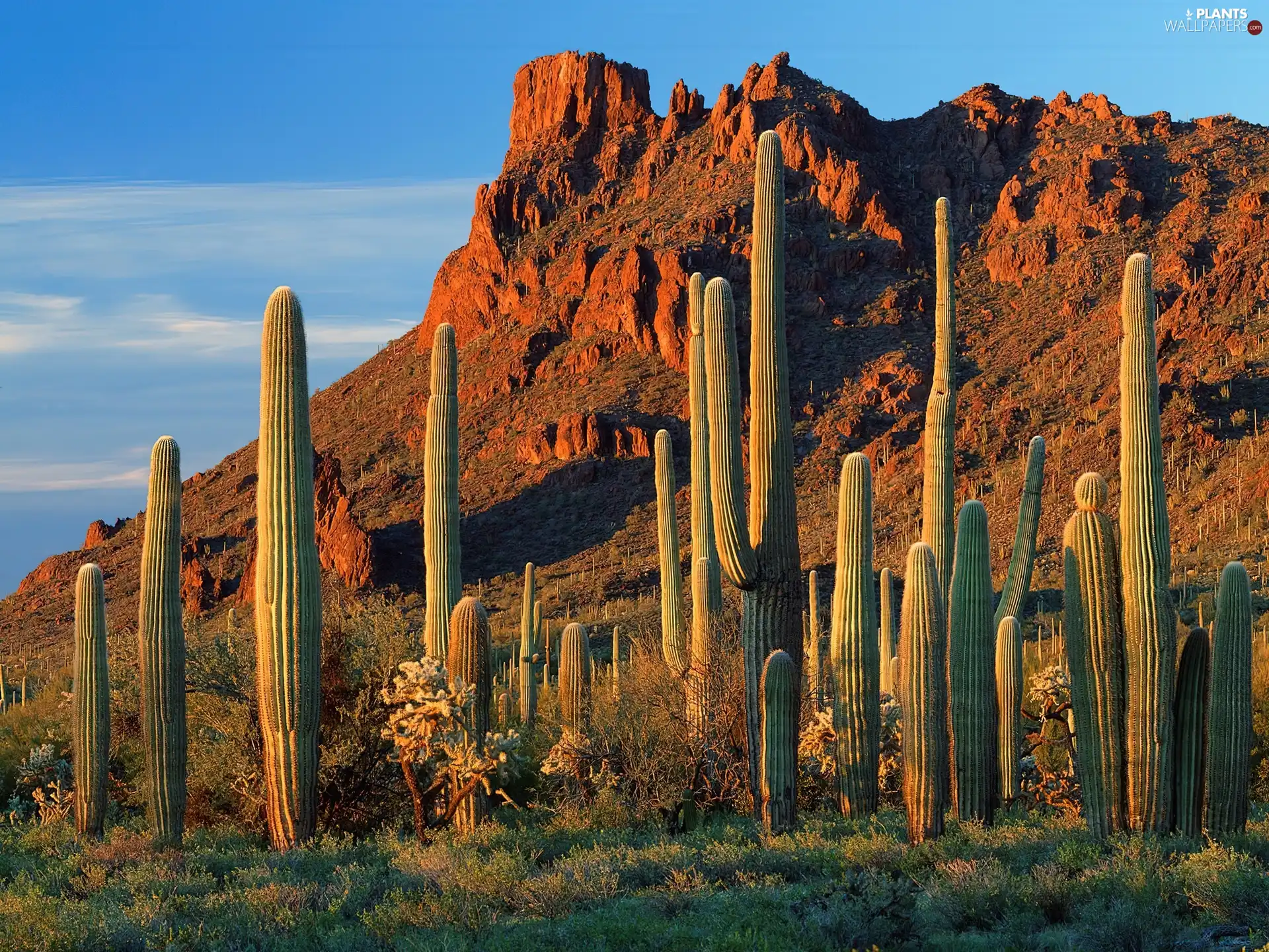 Desert, rocks, Cactus