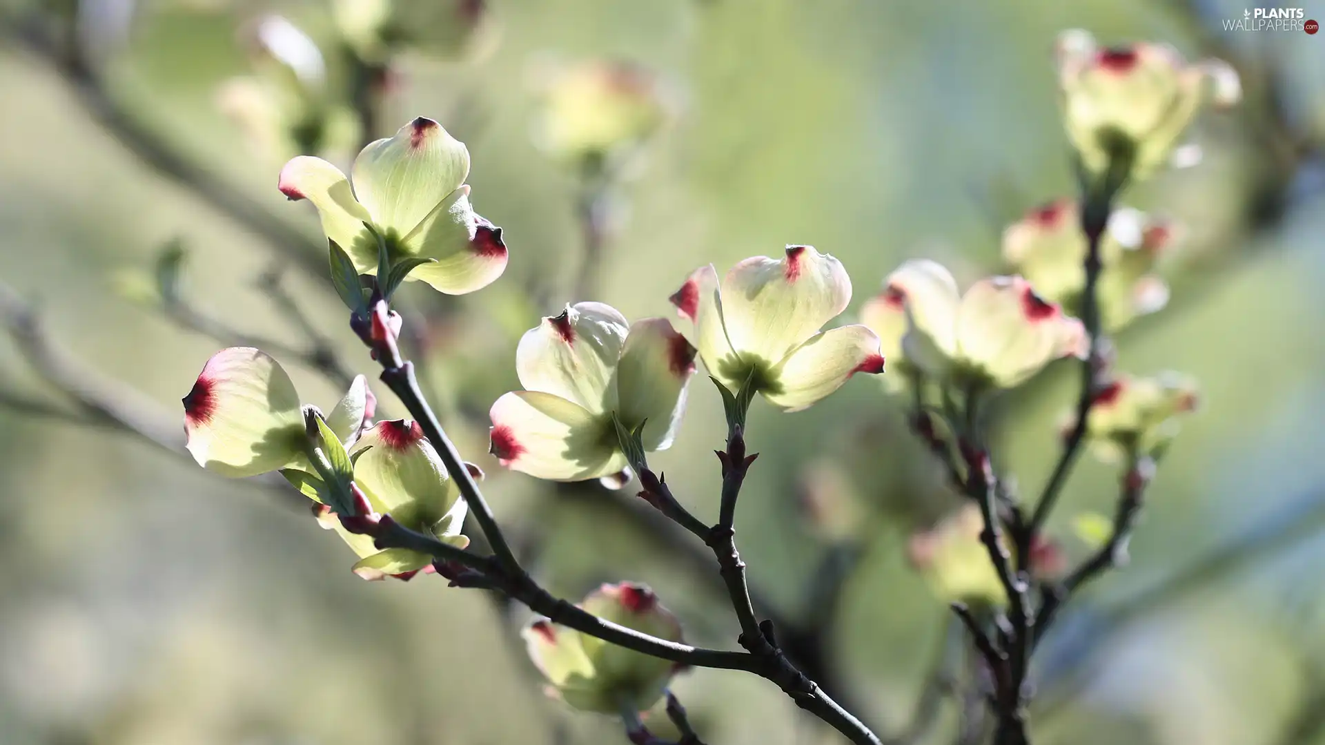 Flowering Dogwood, Bush, rapprochement, Flowers